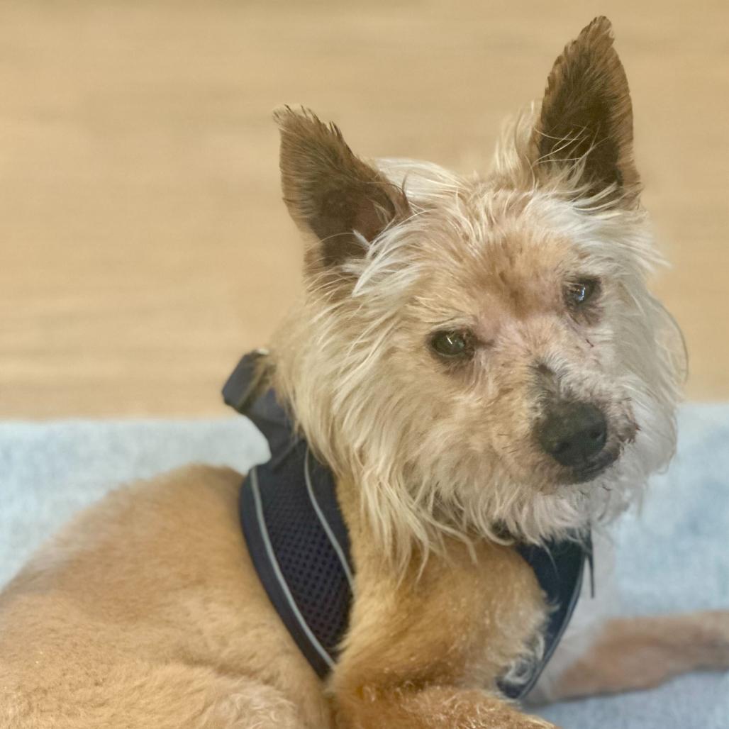 Enlarge Dude 13963, a Adoptable Yorkshire Terrier in San Francisco, CA image 6/6