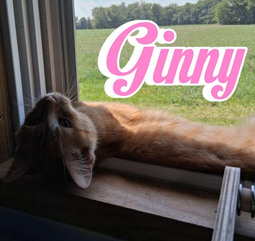 Enlarge Ginny, a Adoptable Domestic Short Hair in Hillsboro, OH image 1/4