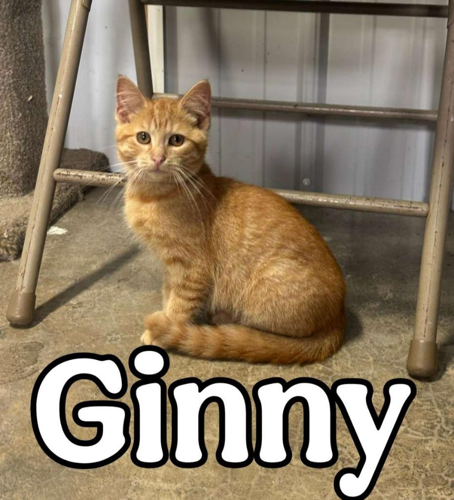 Enlarge Ginny, a Adoptable Domestic Short Hair in Hillsboro, OH image 2/4