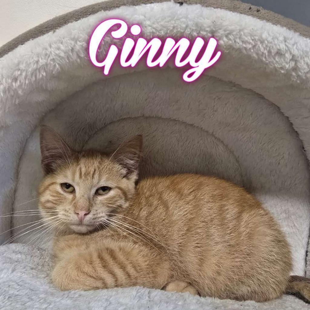 Enlarge Ginny, a Adoptable Domestic Short Hair in Hillsboro, OH image 3/4