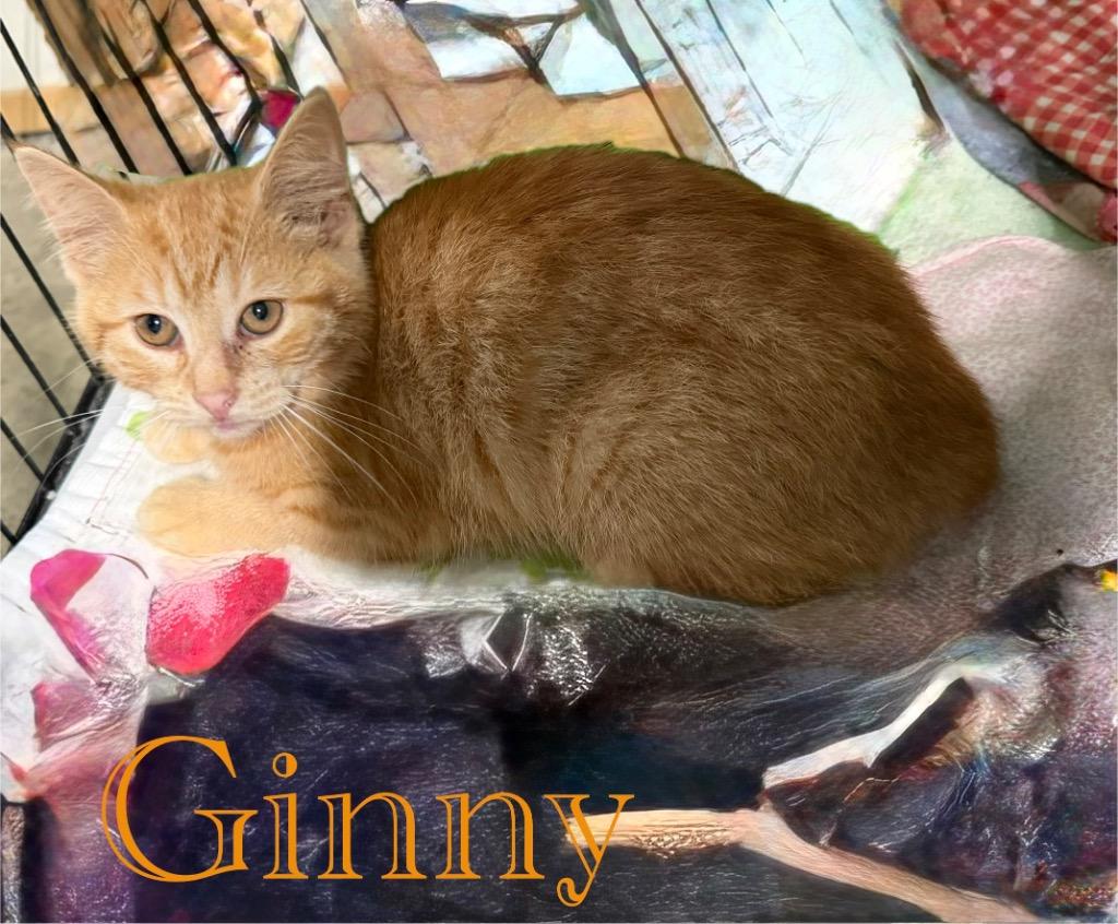 Ginny, Adoptable, Kitten Female Domestic Short Hair.