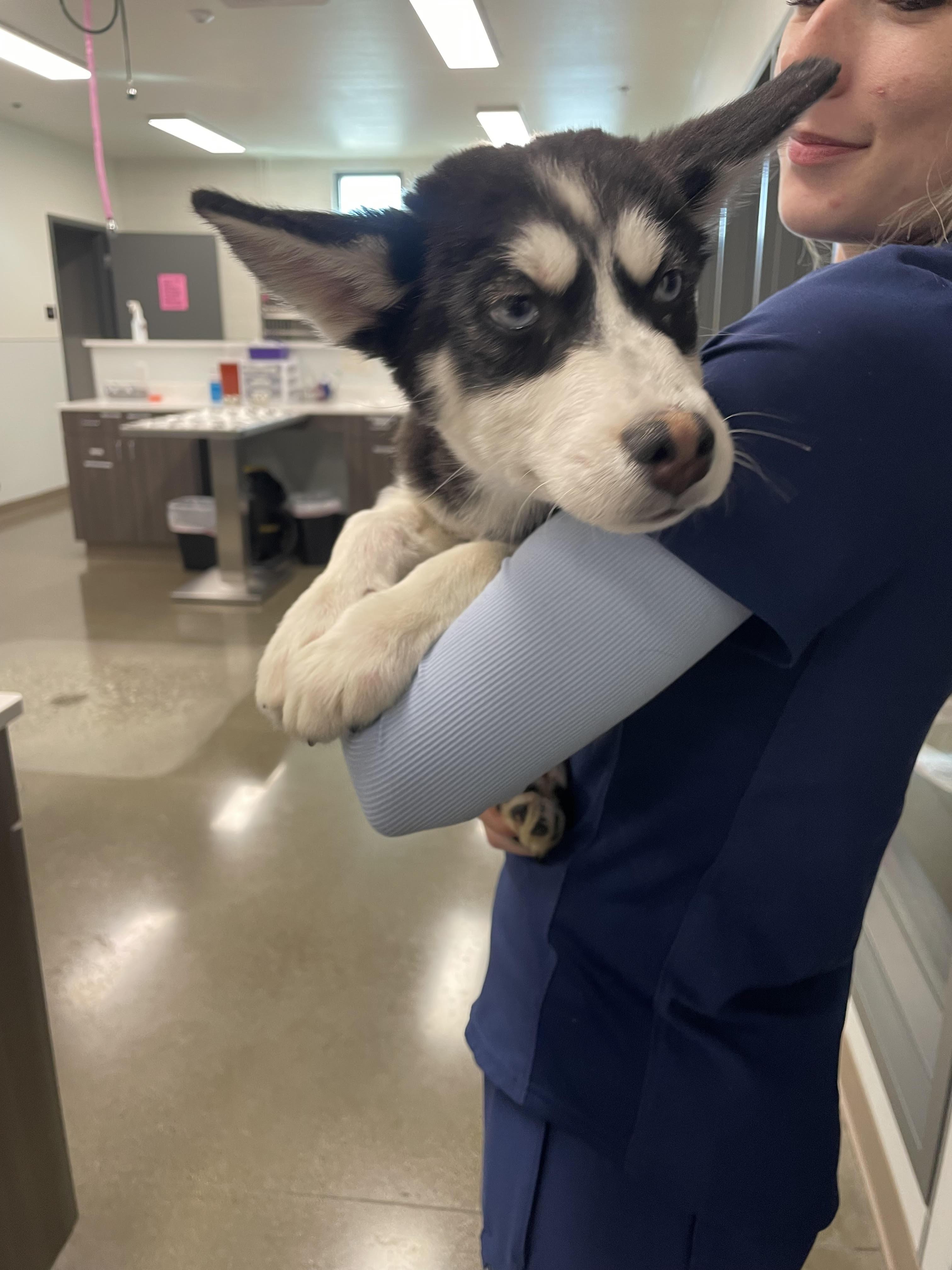 Winter, Adoptable, Puppy Female Husky.