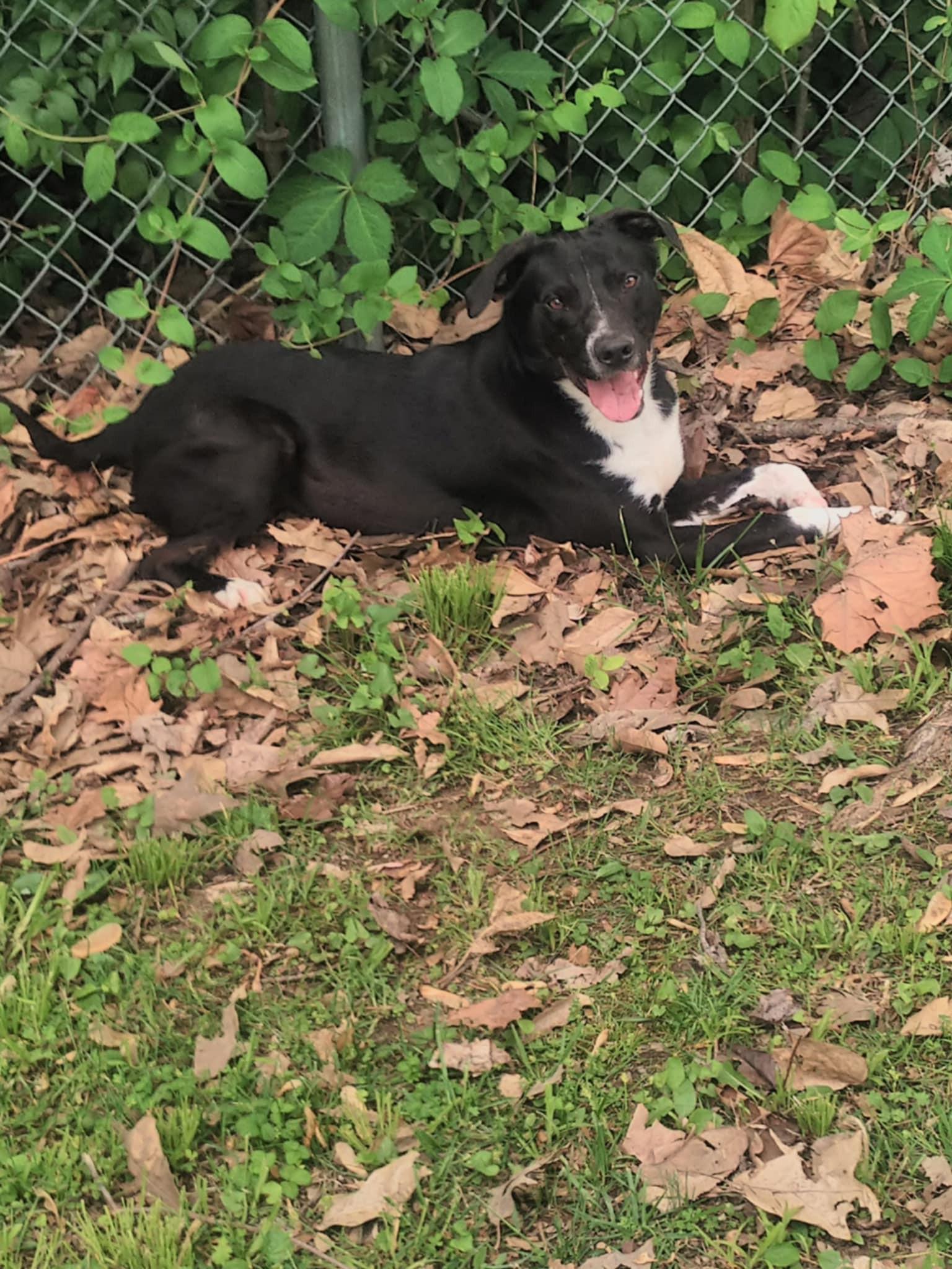 Enlarge Splinda, a Adoptable mixed breed in Princeton, IN image 1/1