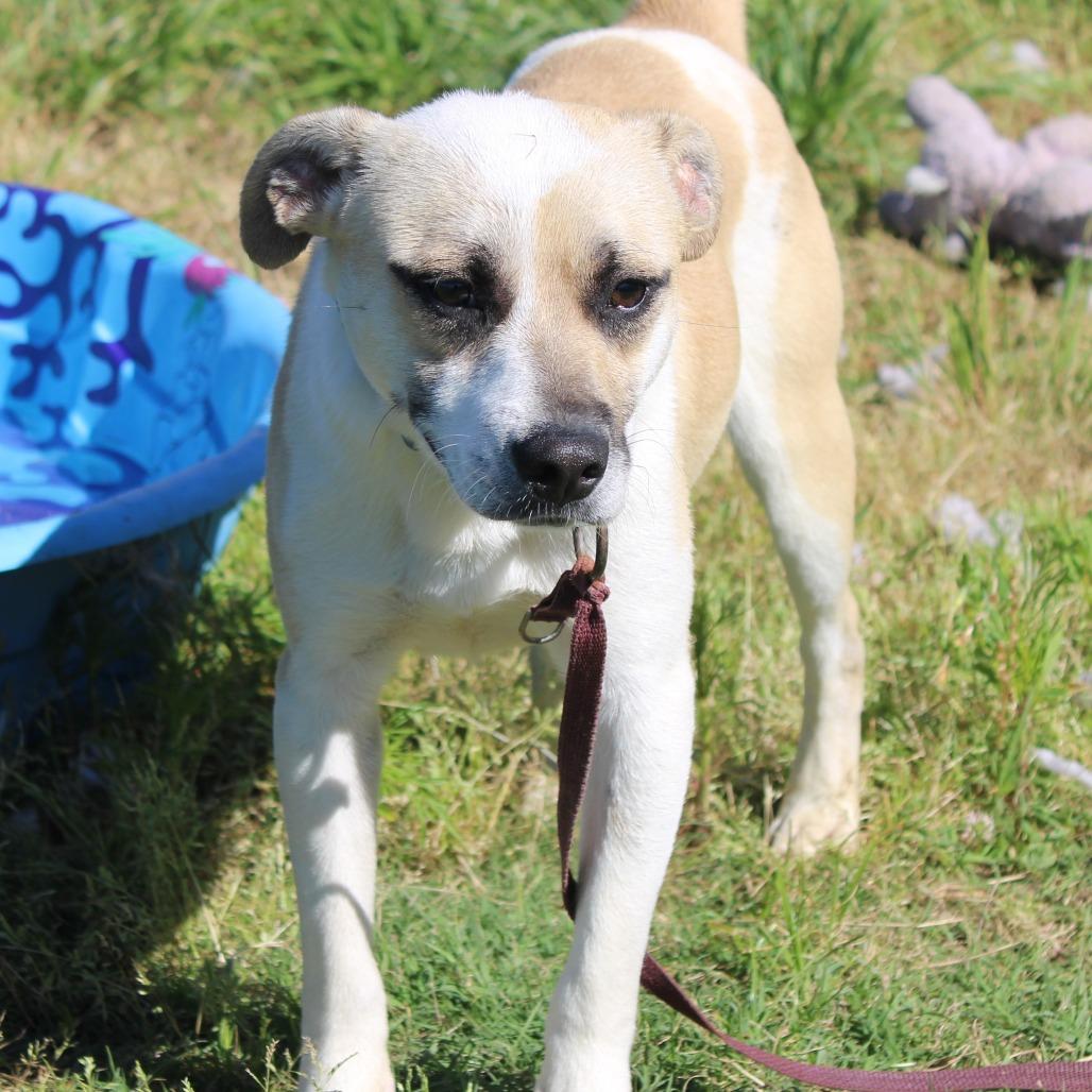Aladdin, Adoptable, Adult Male Jack Russell Terrier & Mixed Breed.