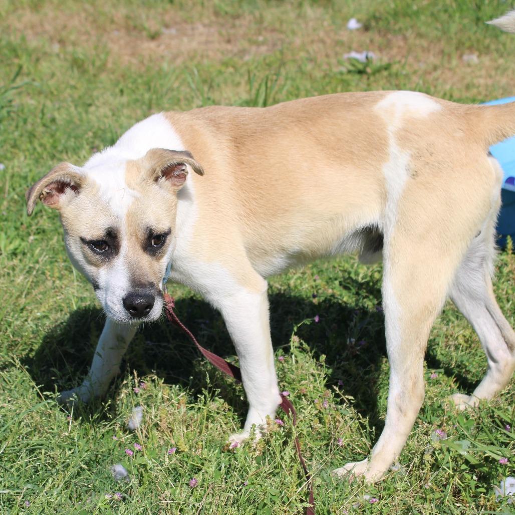 Enlarge Aladdin, a Adoptable mixed breed in Cleveland, MS image 2/4