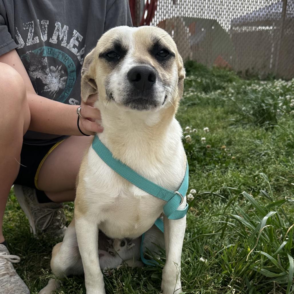 Enlarge Aladdin, a Adoptable mixed breed in Cleveland, MS image 3/4