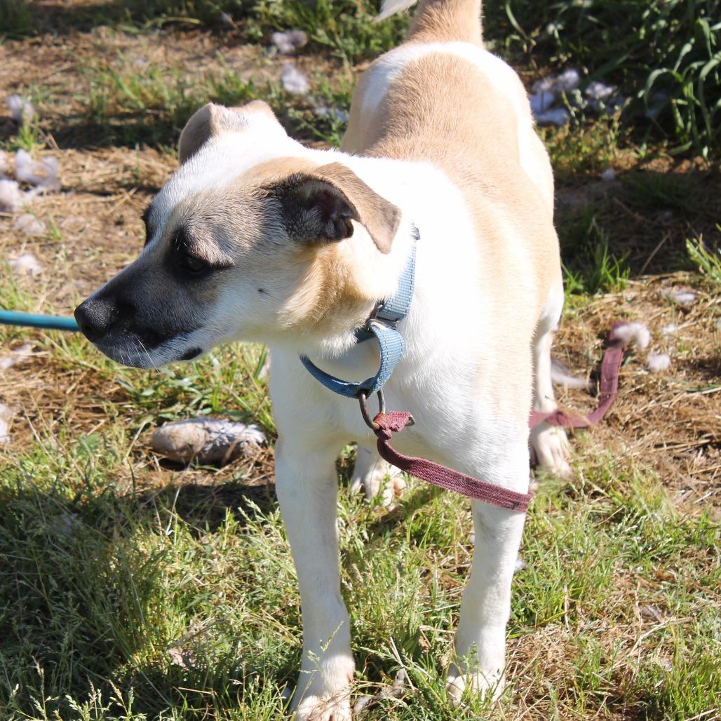 Enlarge Aladdin, a Adoptable mixed breed in Cleveland, MS image 4/4