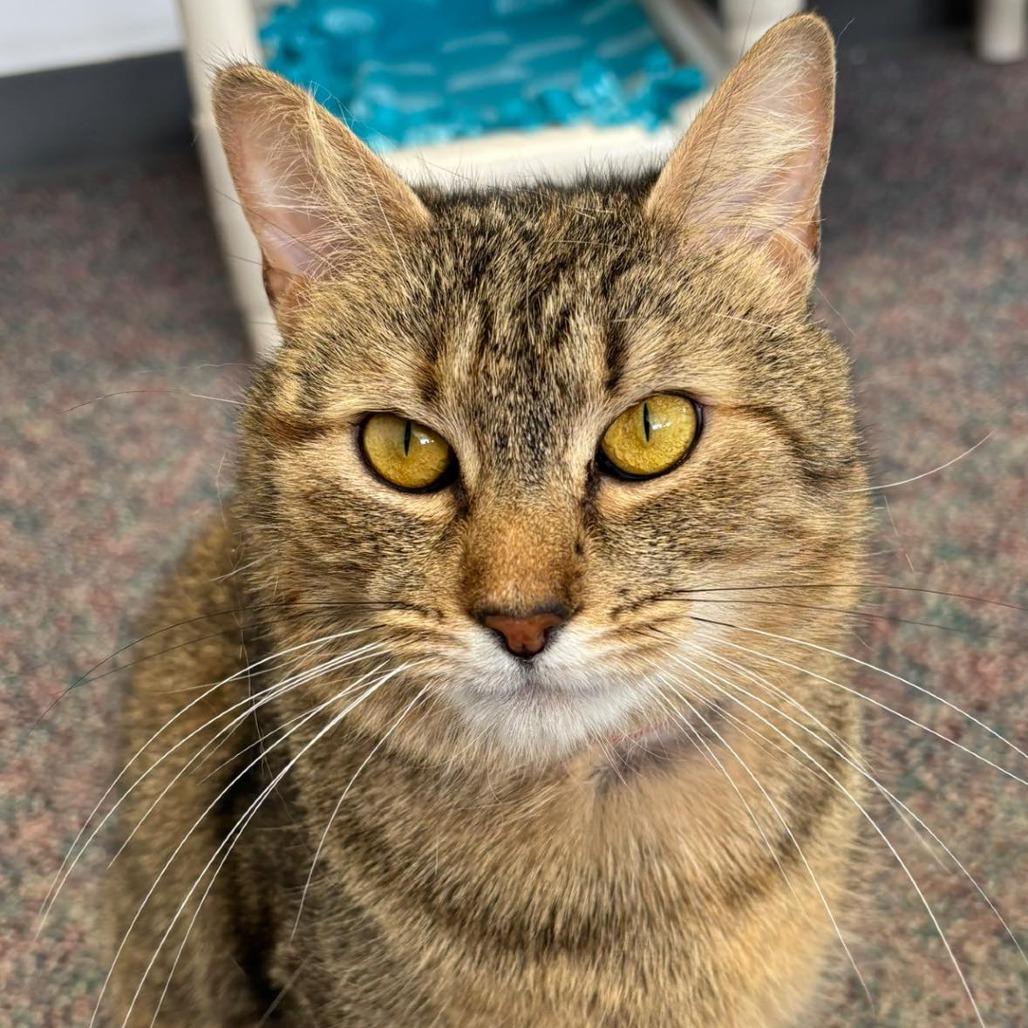 Enlarge Little, a Adoptable Domestic Short Hair in Hamburg, NY image 1/4