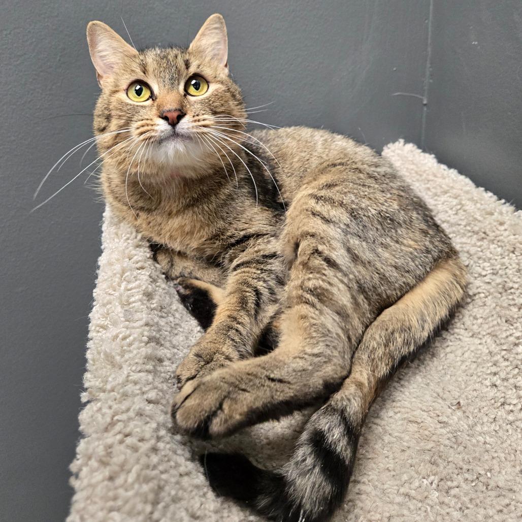 Enlarge Little, a Adoptable Domestic Short Hair in Hamburg, NY image 2/4