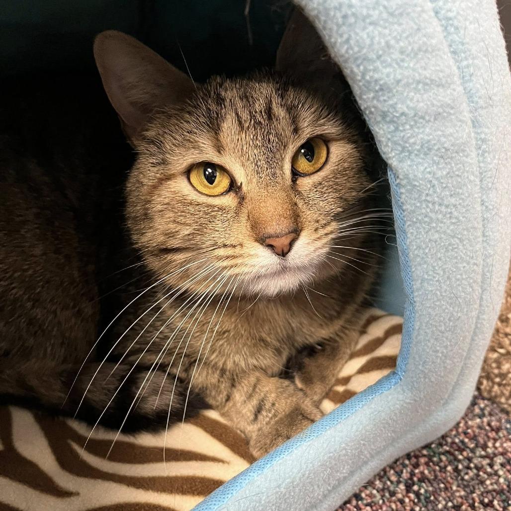 Enlarge Little, a Adoptable Domestic Short Hair in Hamburg, NY image 3/4