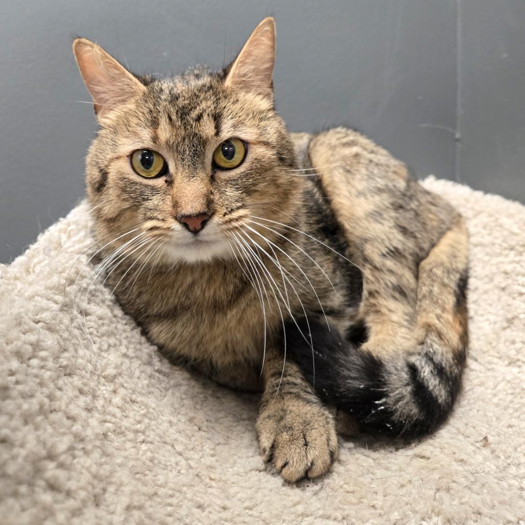 Enlarge Little, a Adoptable Domestic Short Hair in Hamburg, NY image 4/4