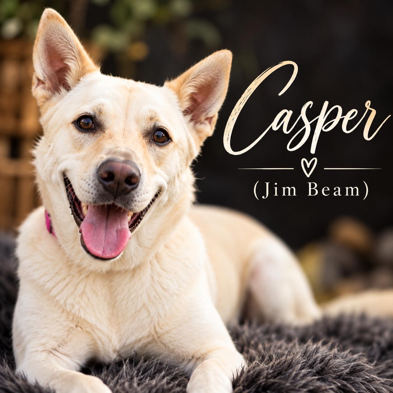 Enlarge Casper (a.k.a. Jim Beam), a Adoptable mixed breed in Farmington, MO image 2/6