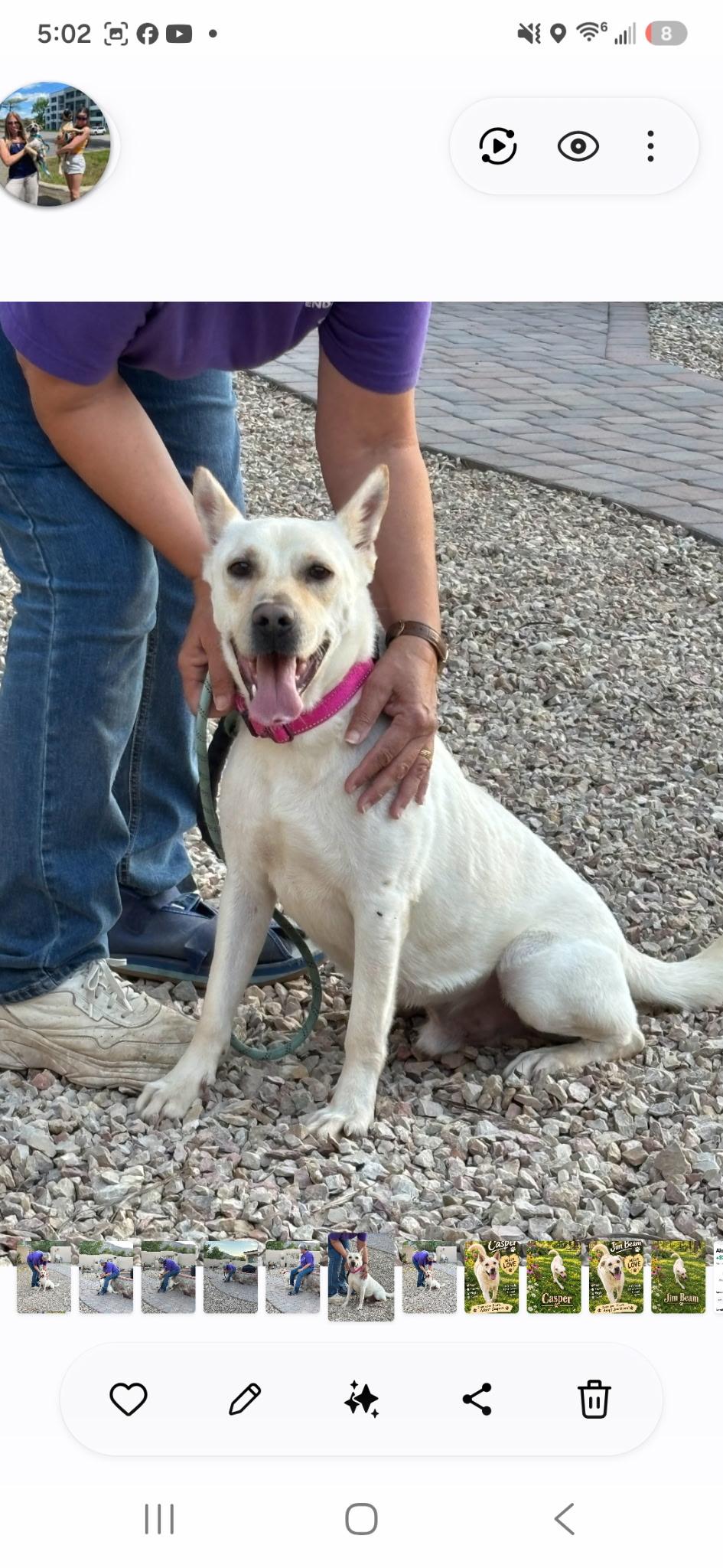 Enlarge Casper (a.k.a. Jim Beam), a Adoptable mixed breed in Farmington, MO image 4/6