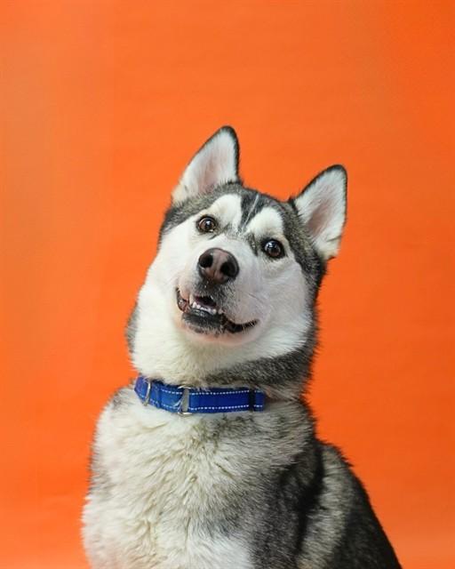 Enlarge WYATT - ADOPTION PENDING, a Adoptable Siberian Husky in Ontario, CA image 1/1