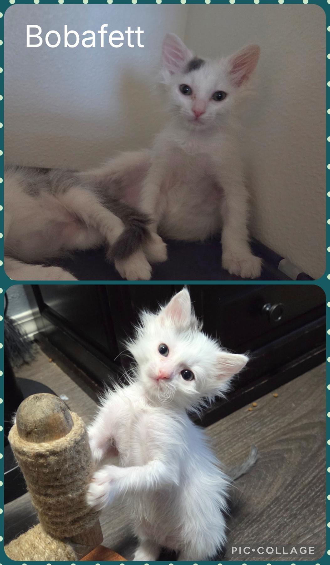 Bobafett, Adoptable, Kitten Male Domestic Short Hair.