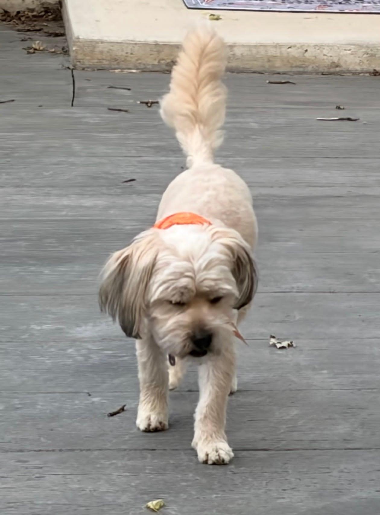 Chance, an adopted mixed breed in Celina, OH image 2/5