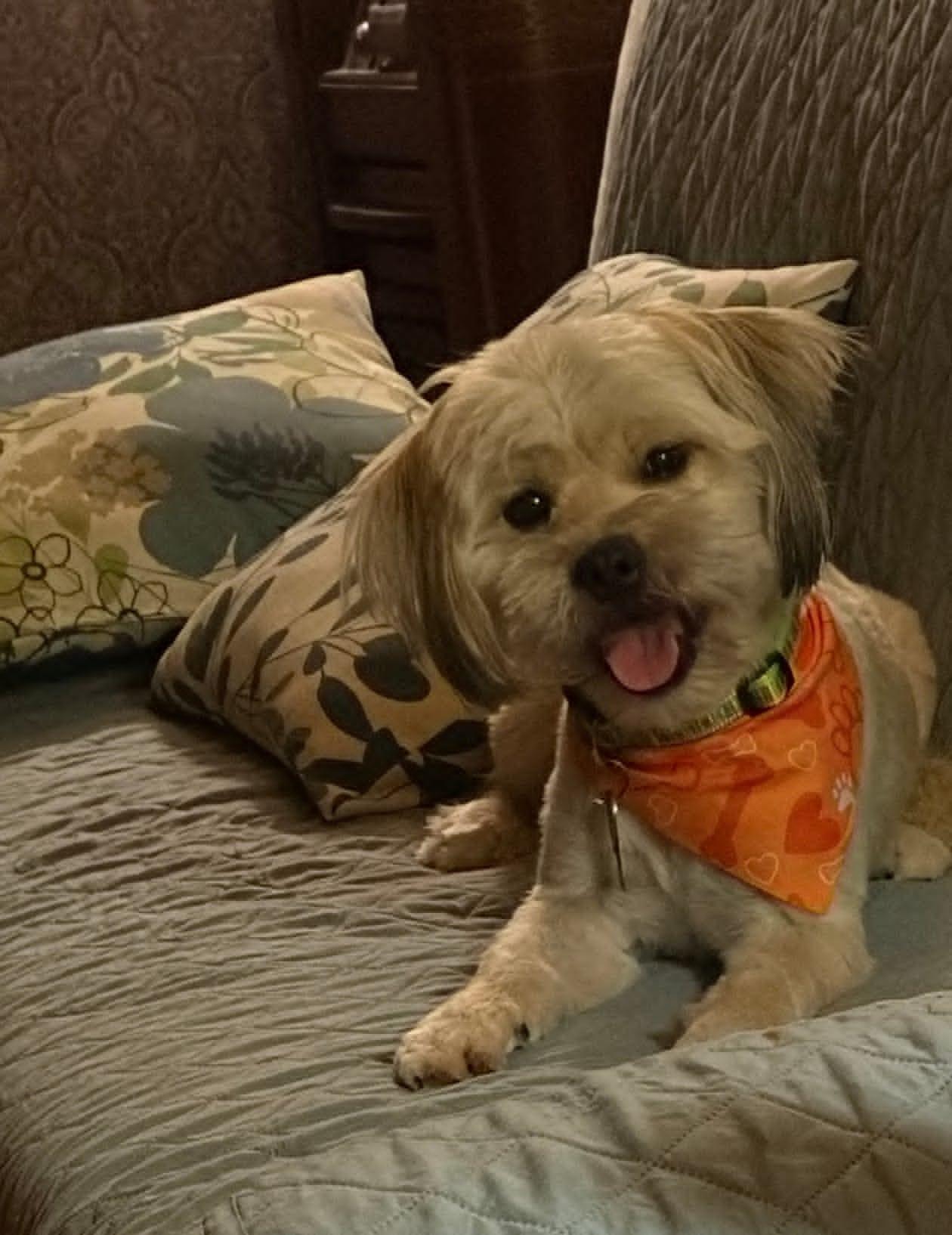 Chance, an adopted mixed breed in Celina, OH image 5/5