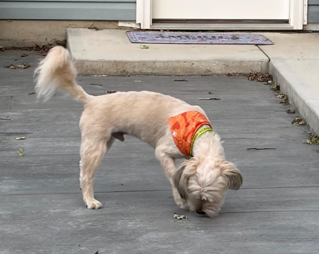 Chance, an adopted mixed breed in Celina, OH image 3/5