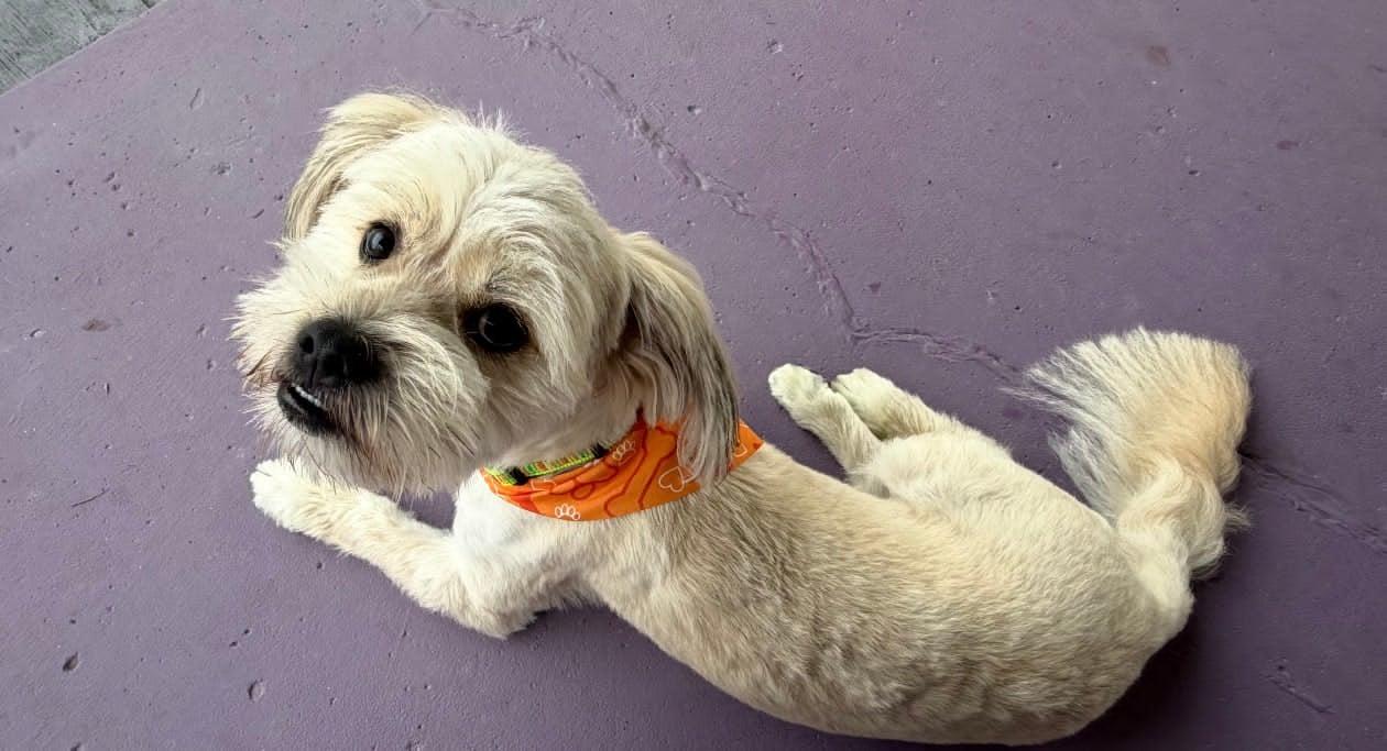 Chance, an adopted mixed breed in Celina, OH image 4/5