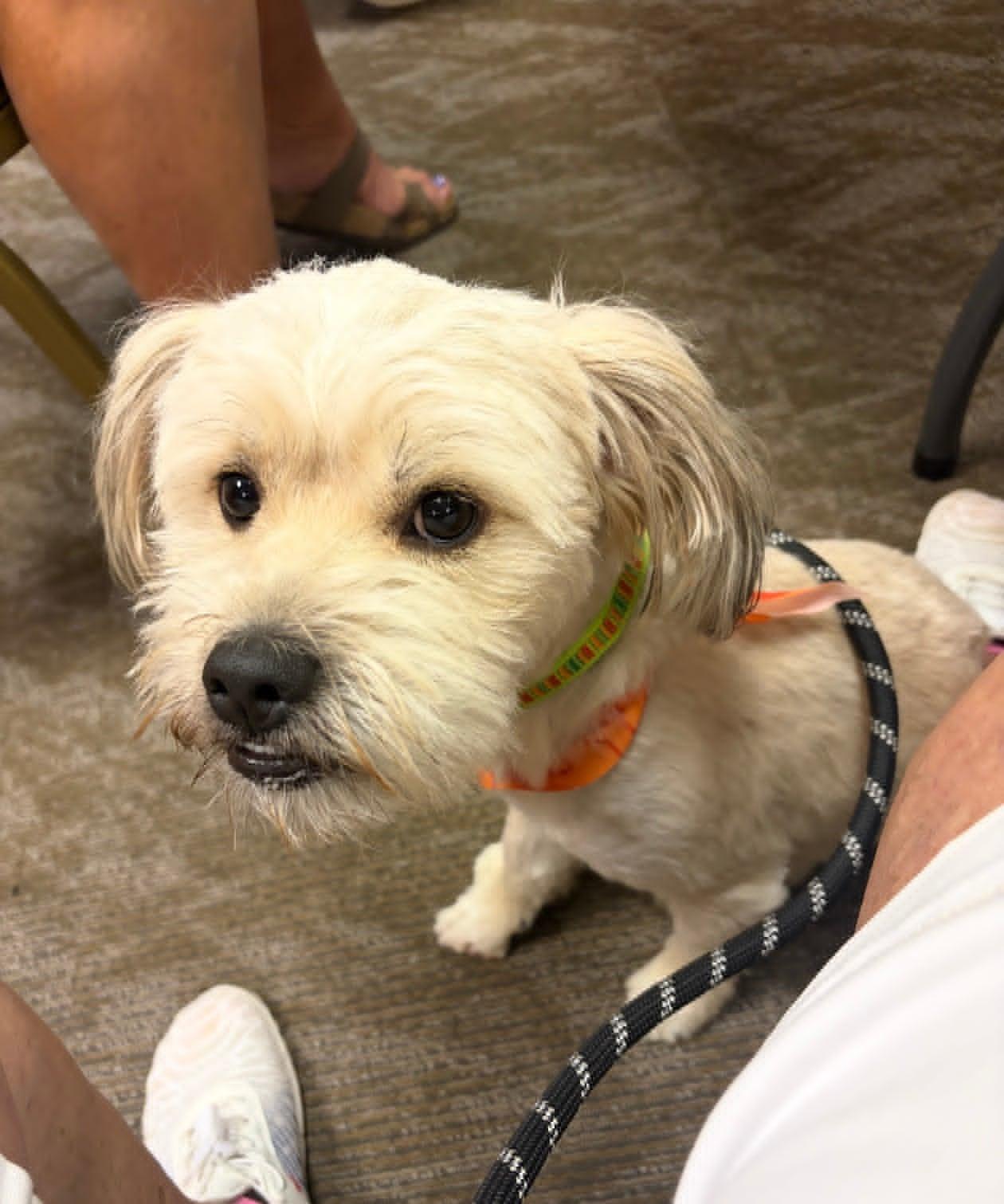 Chance, adopted, Young Male Havanese.