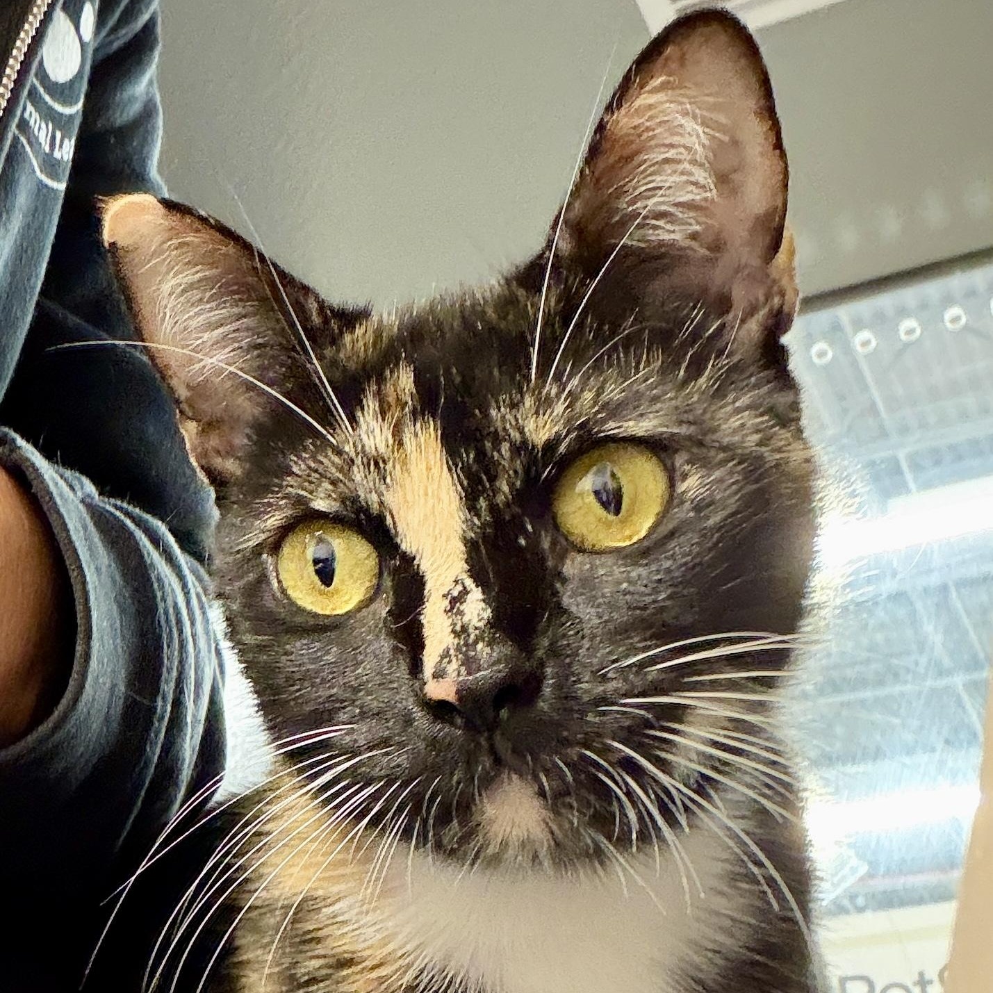 Patty, Adoptable, Adult Female Domestic Short Hair.