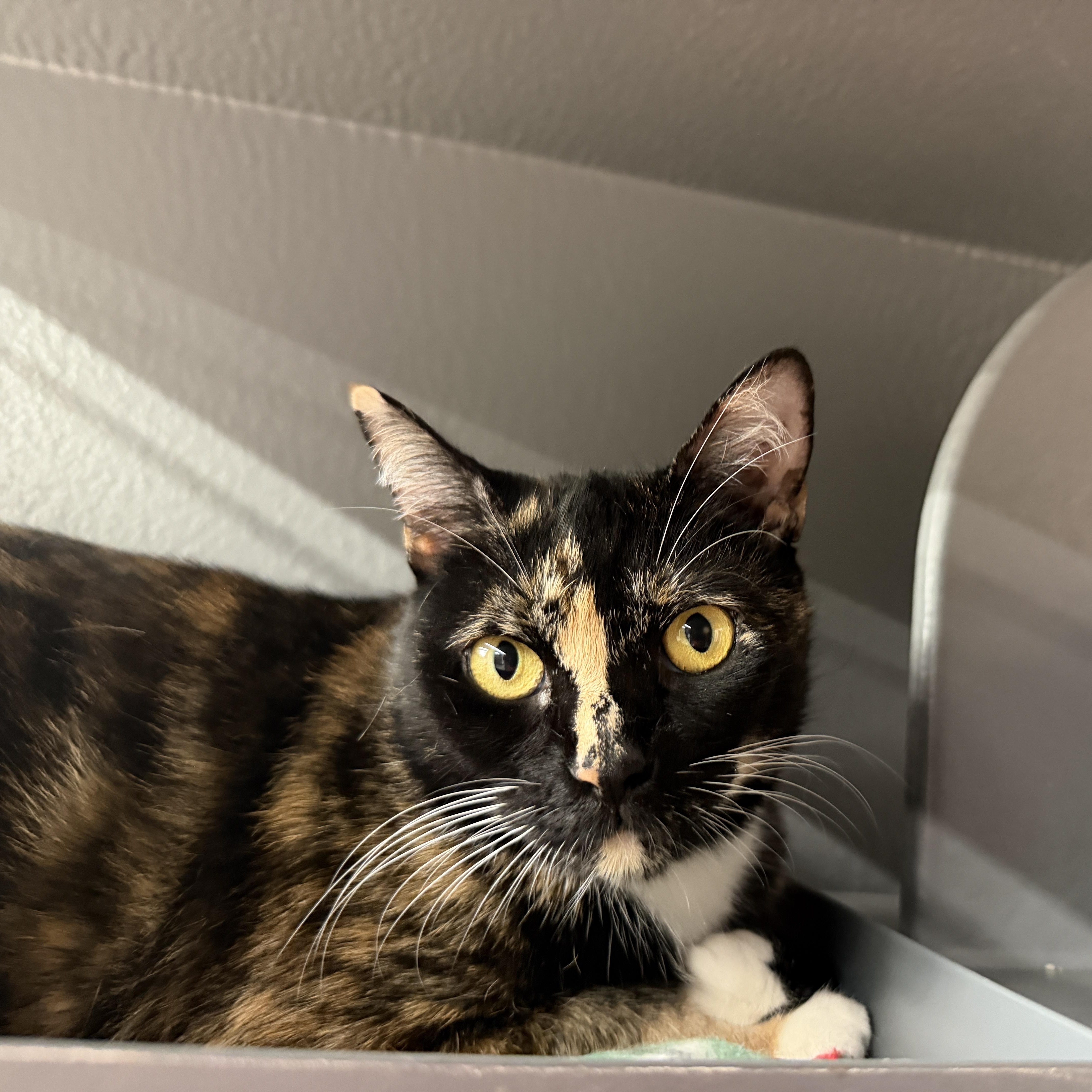 Enlarge Patty, a Adoptable Domestic Short Hair in Oldsmar, FL image 4/5