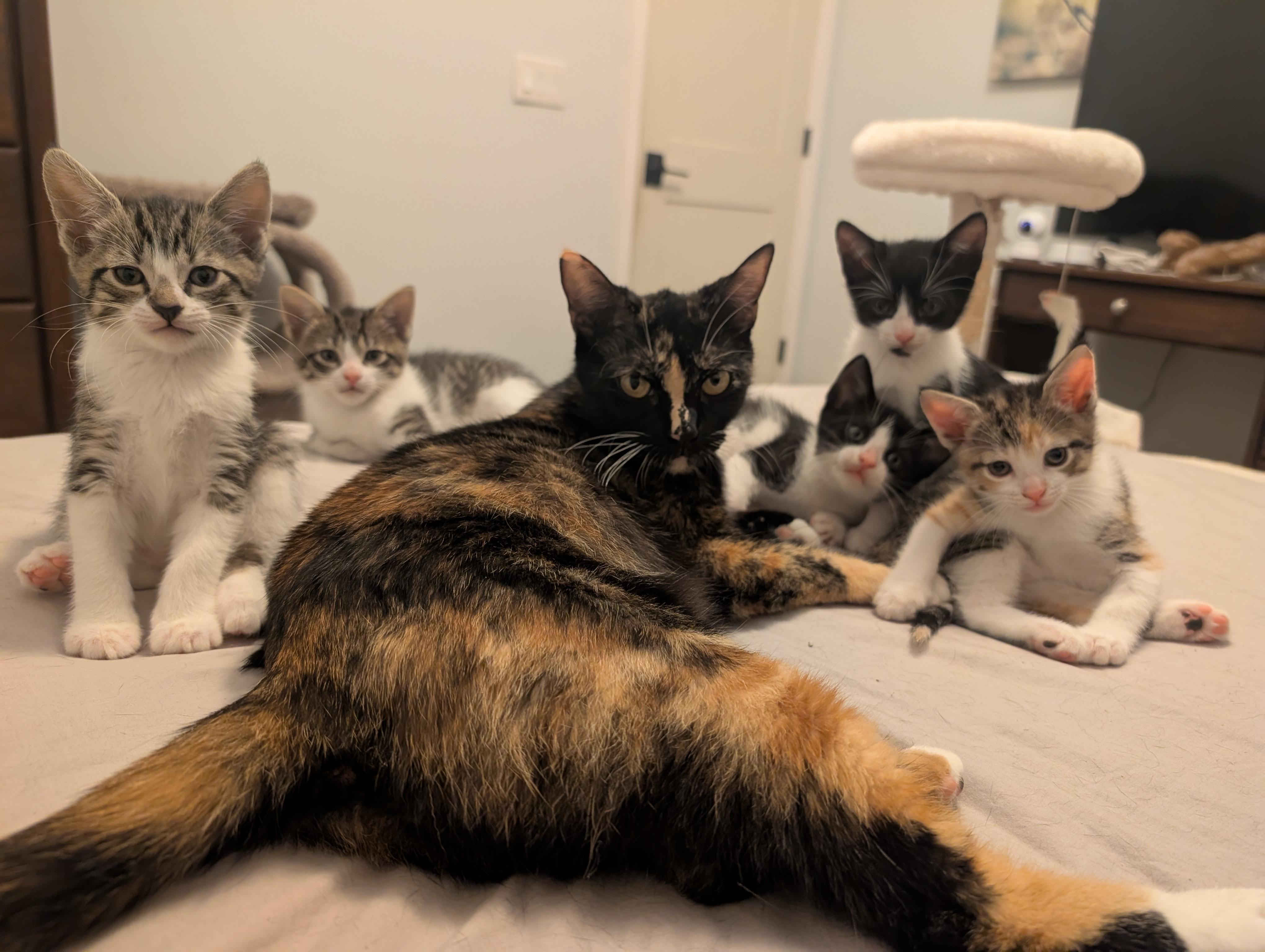 Patty, a Adoptable Domestic Short Hair in Oldsmar, FL image 3/3