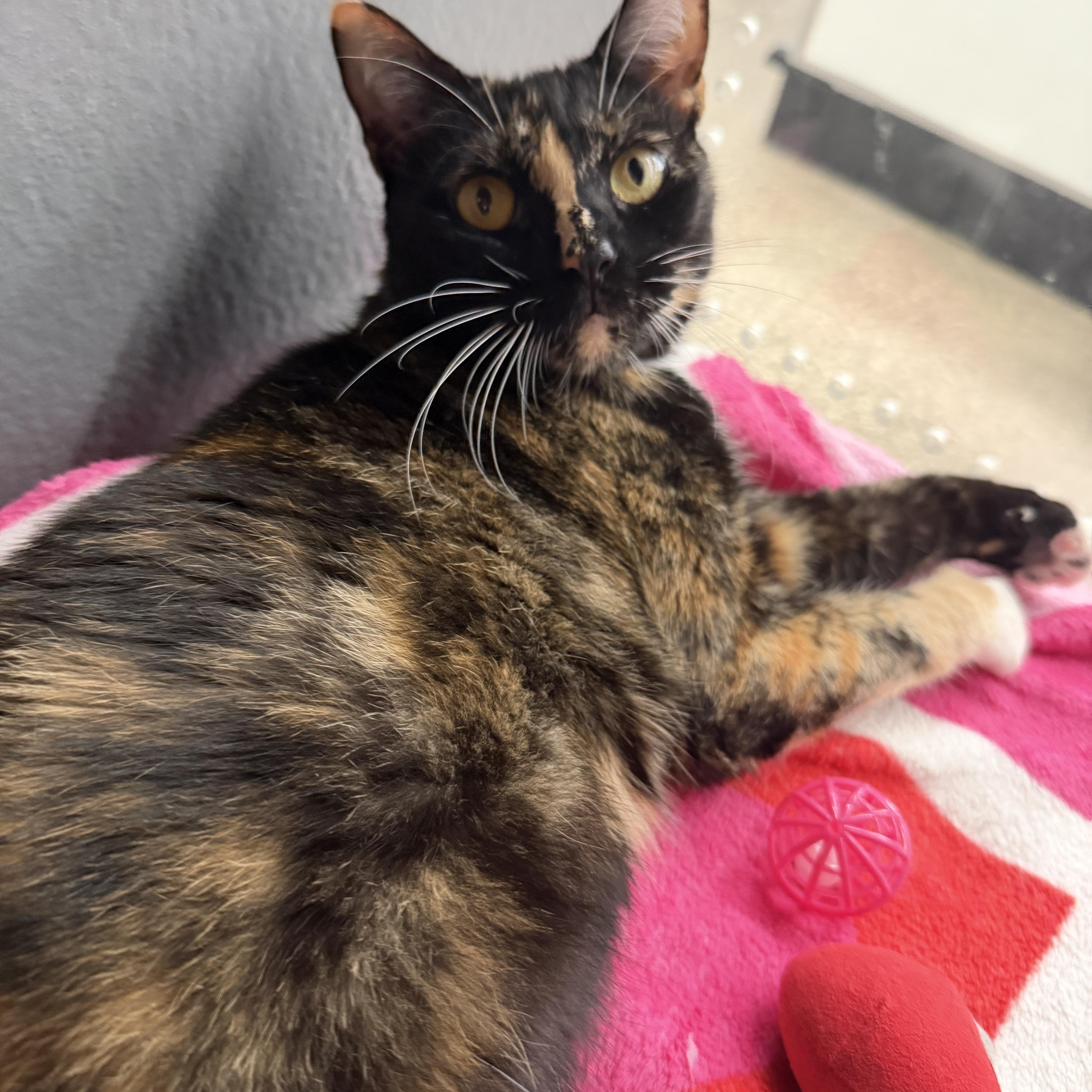 Enlarge Patty, a Adoptable Domestic Short Hair in Oldsmar, FL image 5/5