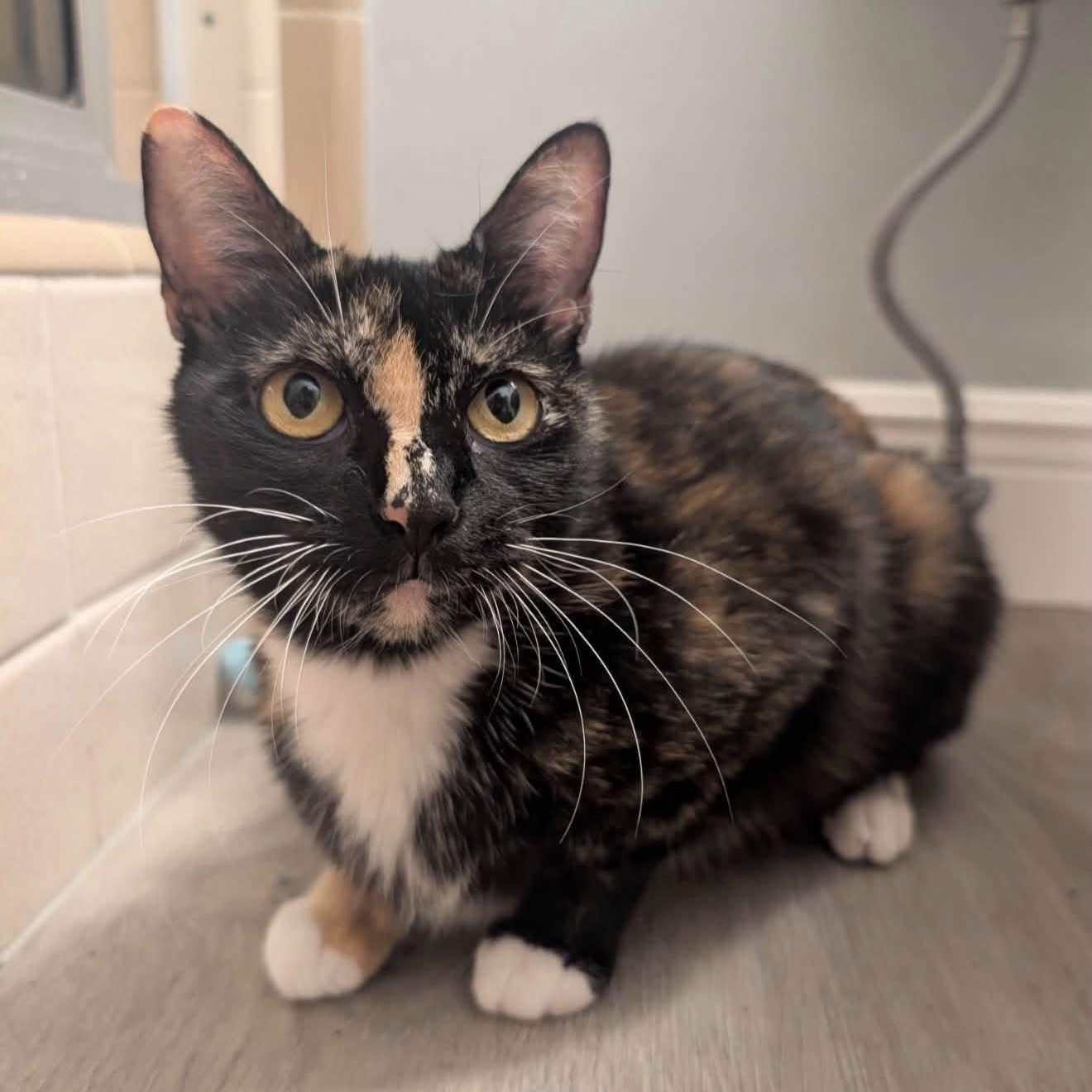Patty, a Adoptable Domestic Short Hair in Oldsmar, FL image 2/3