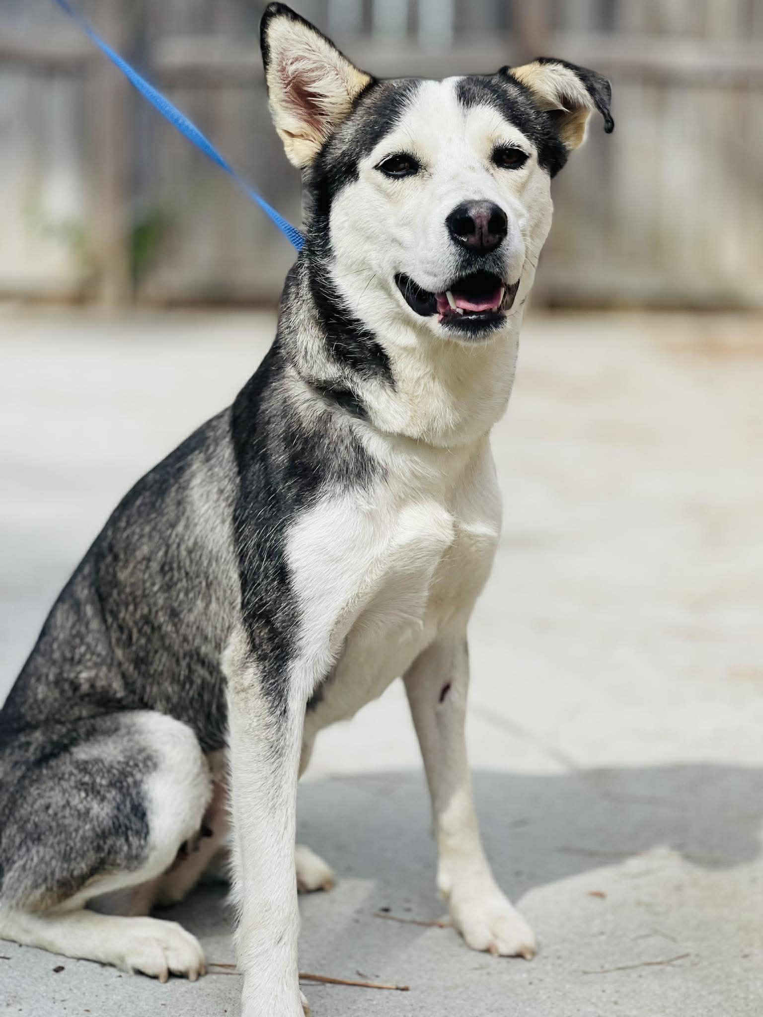 Enlarge AC-4610 "Scarlet", a ADOPTABLE mixed breed in Conyers, GA image 1/1