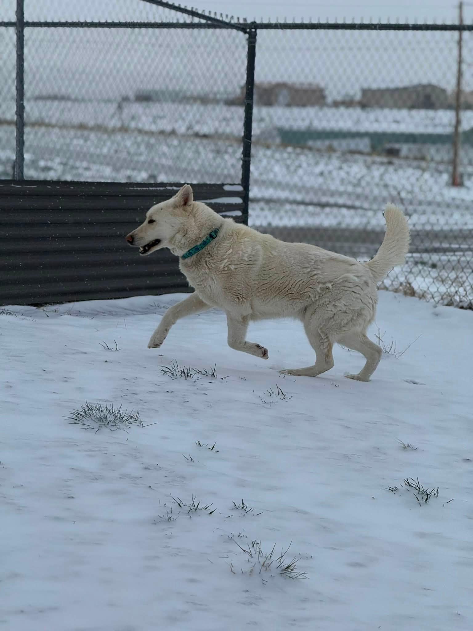 Enlarge Buddy, a ADOPTABLE mixed breed in Rawlins, WY image 2/2