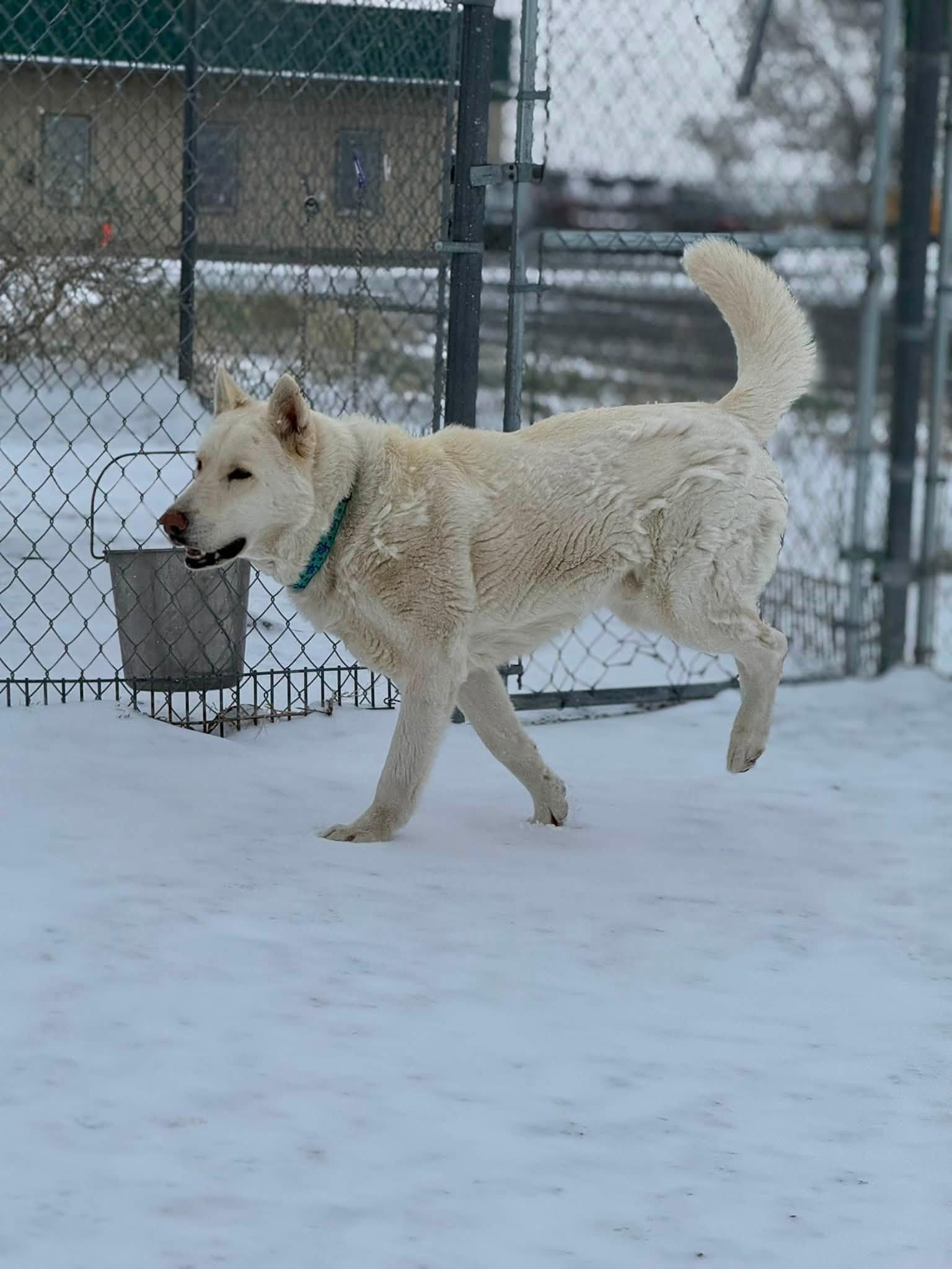 Enlarge Buddy, a ADOPTABLE mixed breed in Rawlins, WY image 1/2