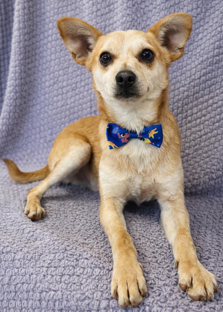 Enlarge Frankie, a Adoptable mixed breed in Lodi, CA image 4/4