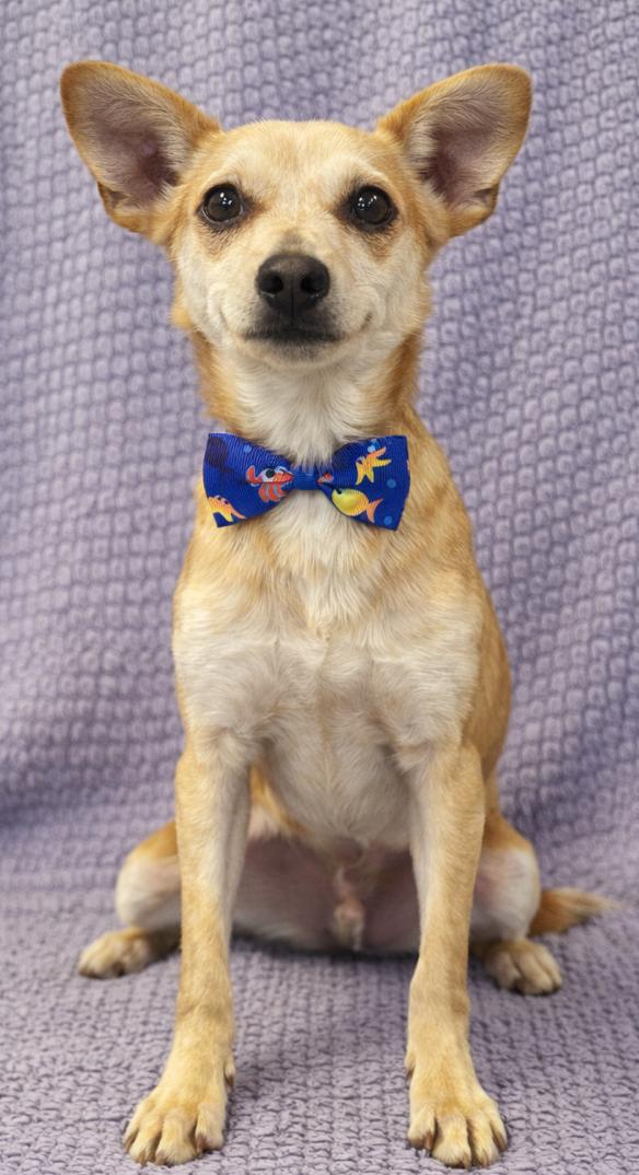 Enlarge Frankie, a Adoptable mixed breed in Lodi, CA image 3/4