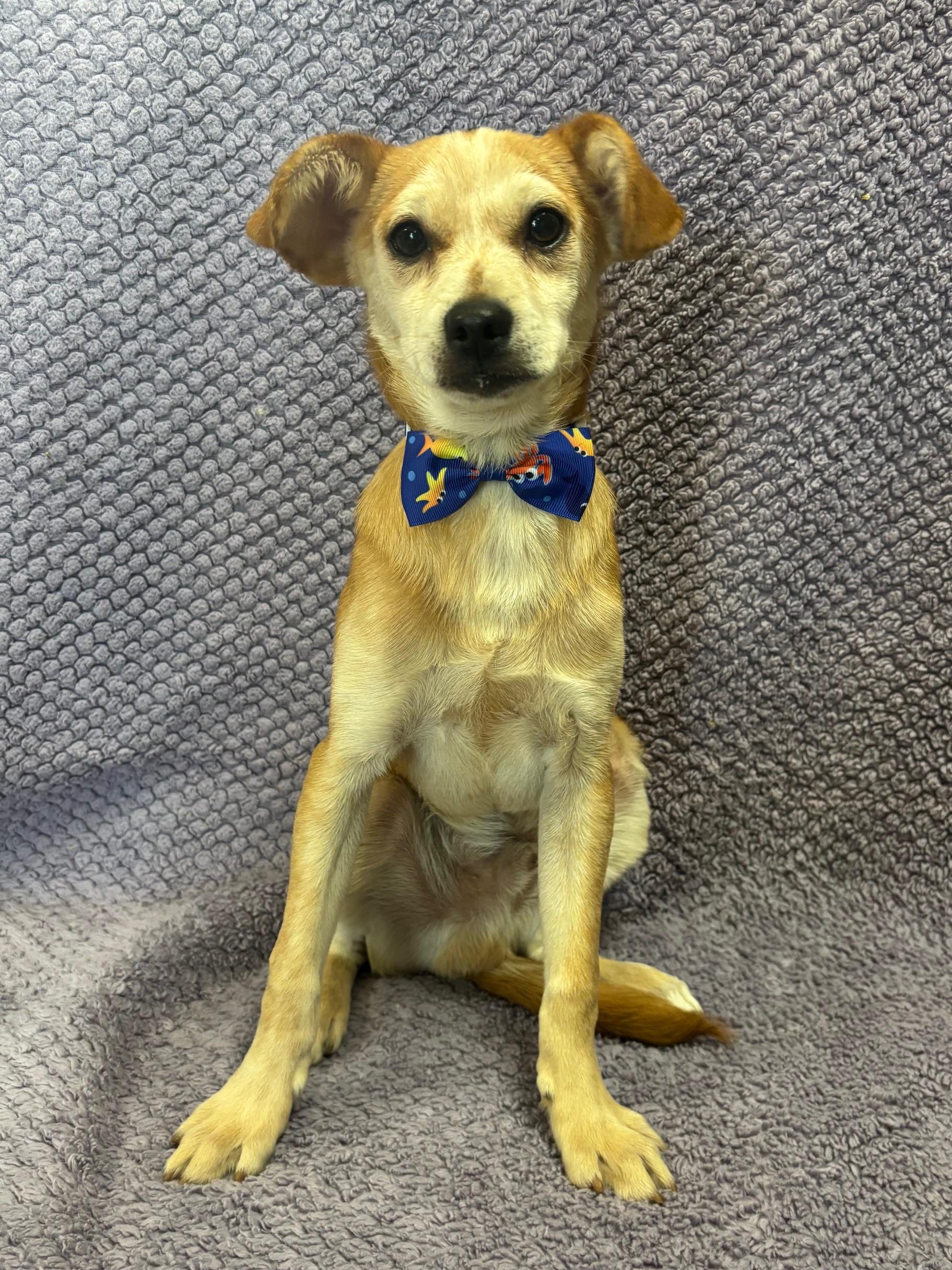 Frankie