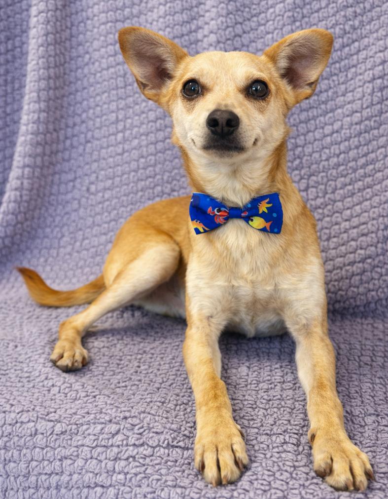 Enlarge Frankie, a Adoptable mixed breed in Lodi, CA image 1/4
