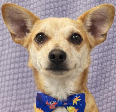 Enlarge Frankie, a Adoptable mixed breed in Lodi, CA image 2/4