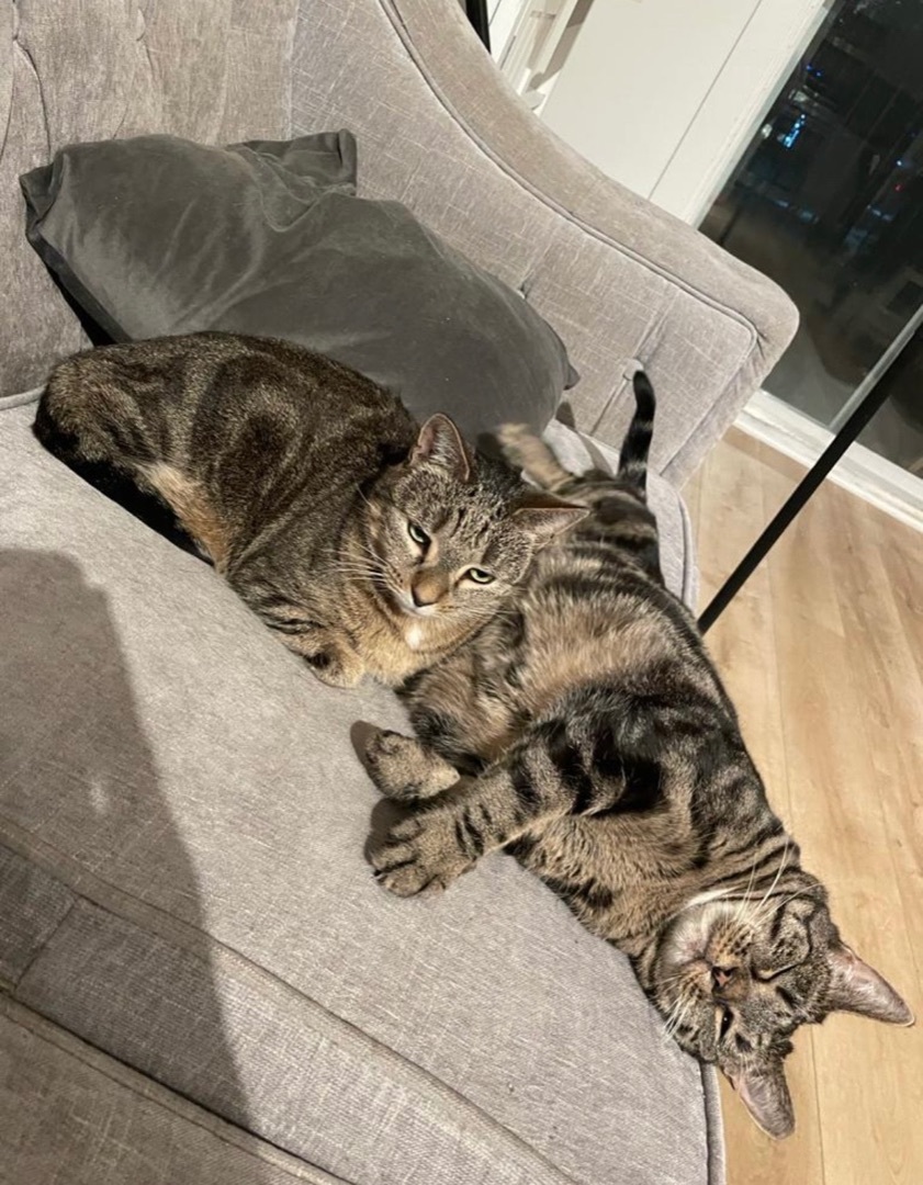 Walter & Willow, Adoptable, Adult Male Domestic Short Hair.