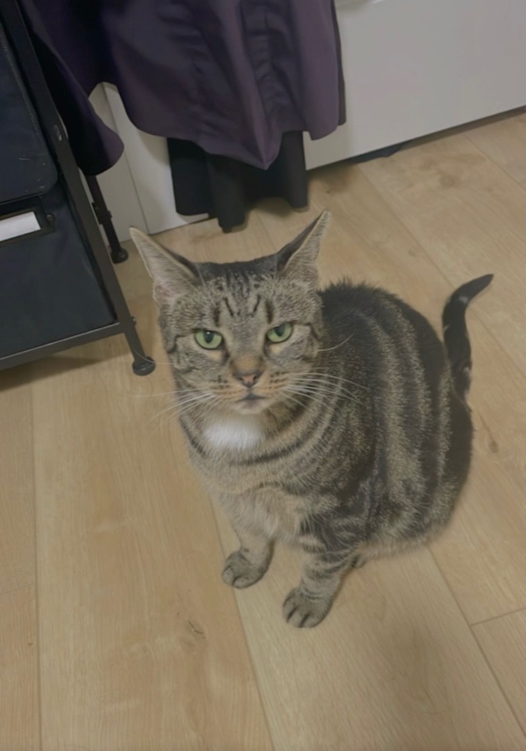 Walter & Willow, a Adoptable Domestic Short Hair in Fredericton, NB image 2/10