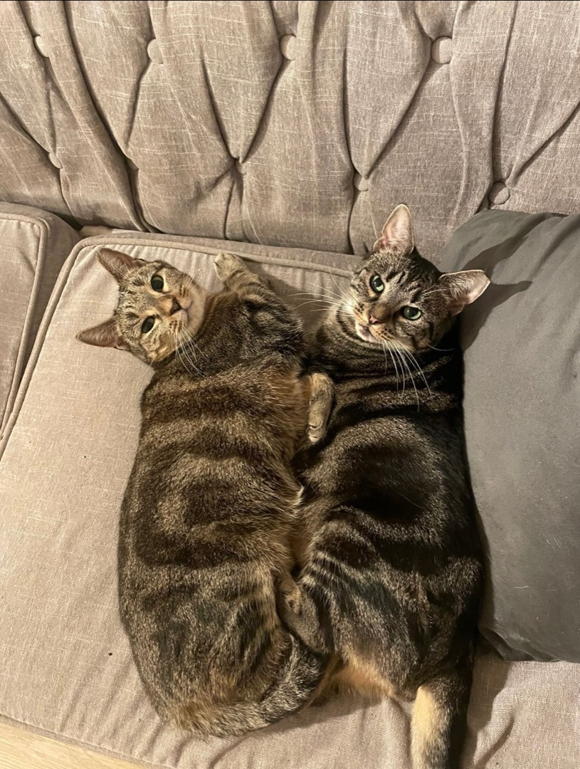 Walter & Willow, a Adoptable Domestic Short Hair in Fredericton, NB image 3/10