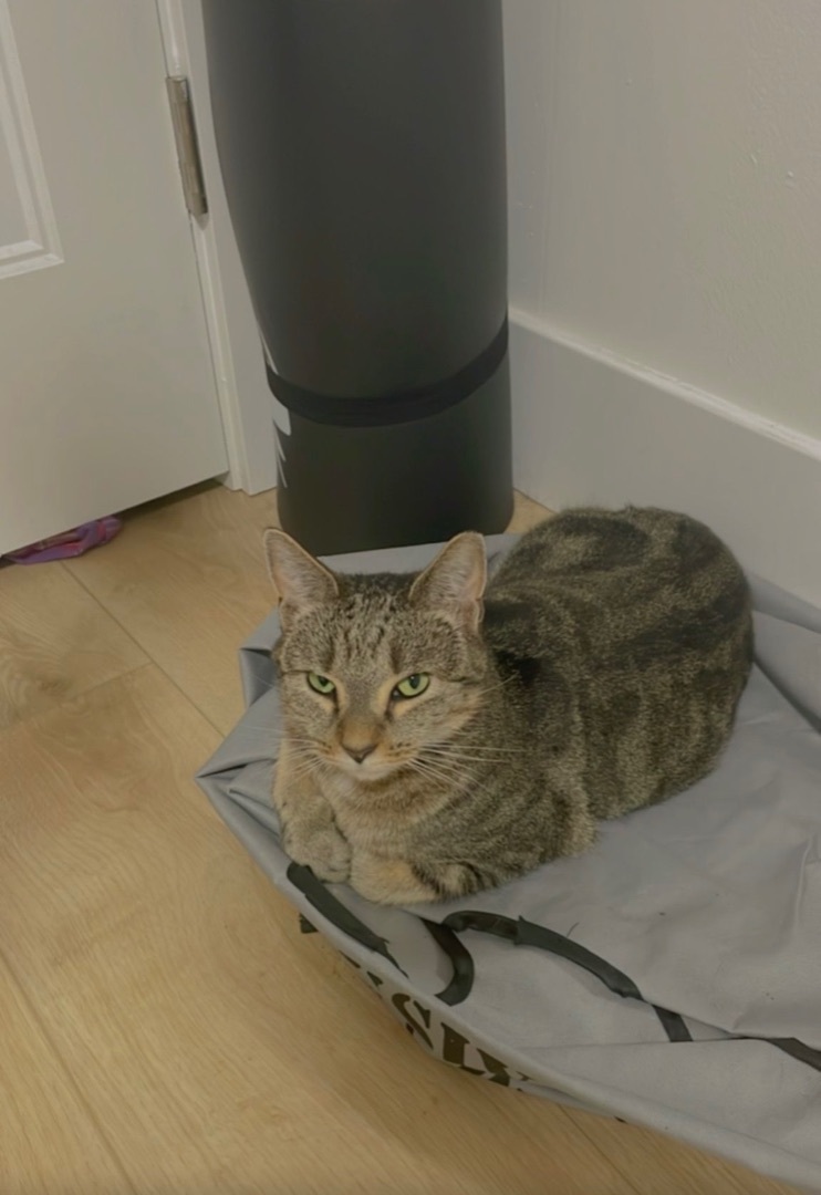 Walter & Willow, a Adoptable Domestic Short Hair in Fredericton, NB image 4/10