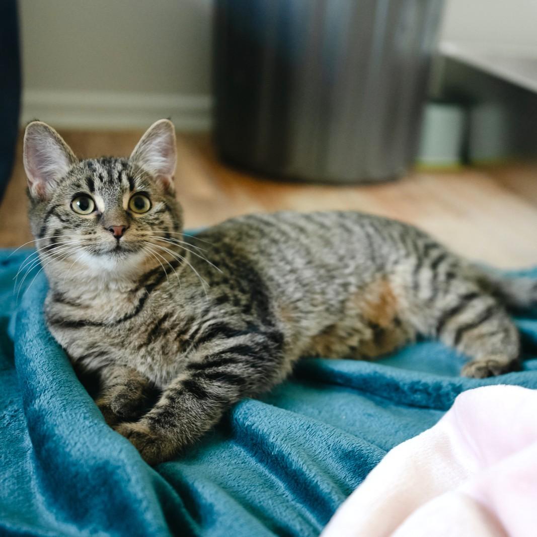 Funnel Cake, an adoptable Domestic Short Hair in Calgary, AB, T2E 3Z7 | Photo Image 3