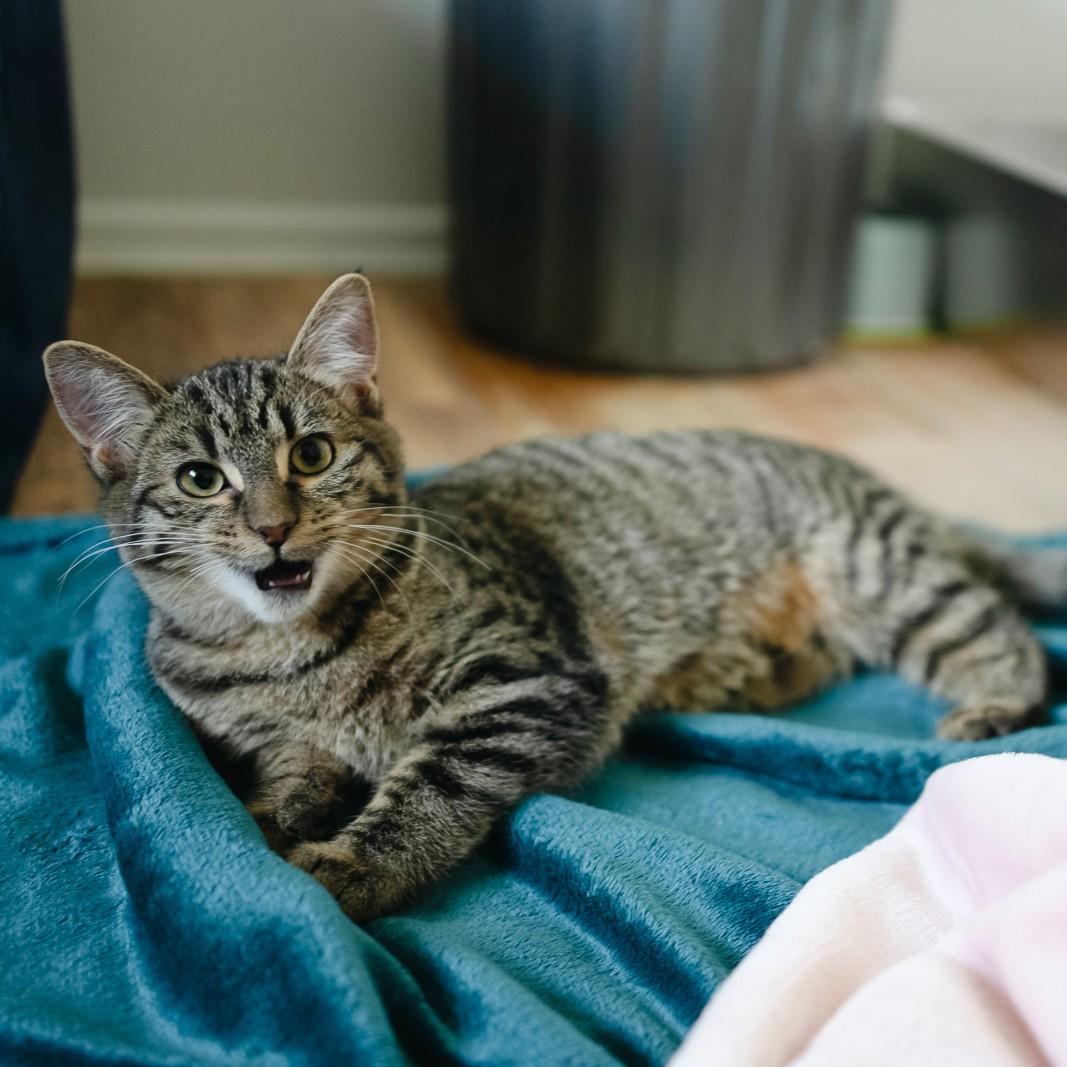 Funnel Cake, an adoptable Domestic Short Hair in Calgary, AB, T2E 3Z7 | Photo Image 2
