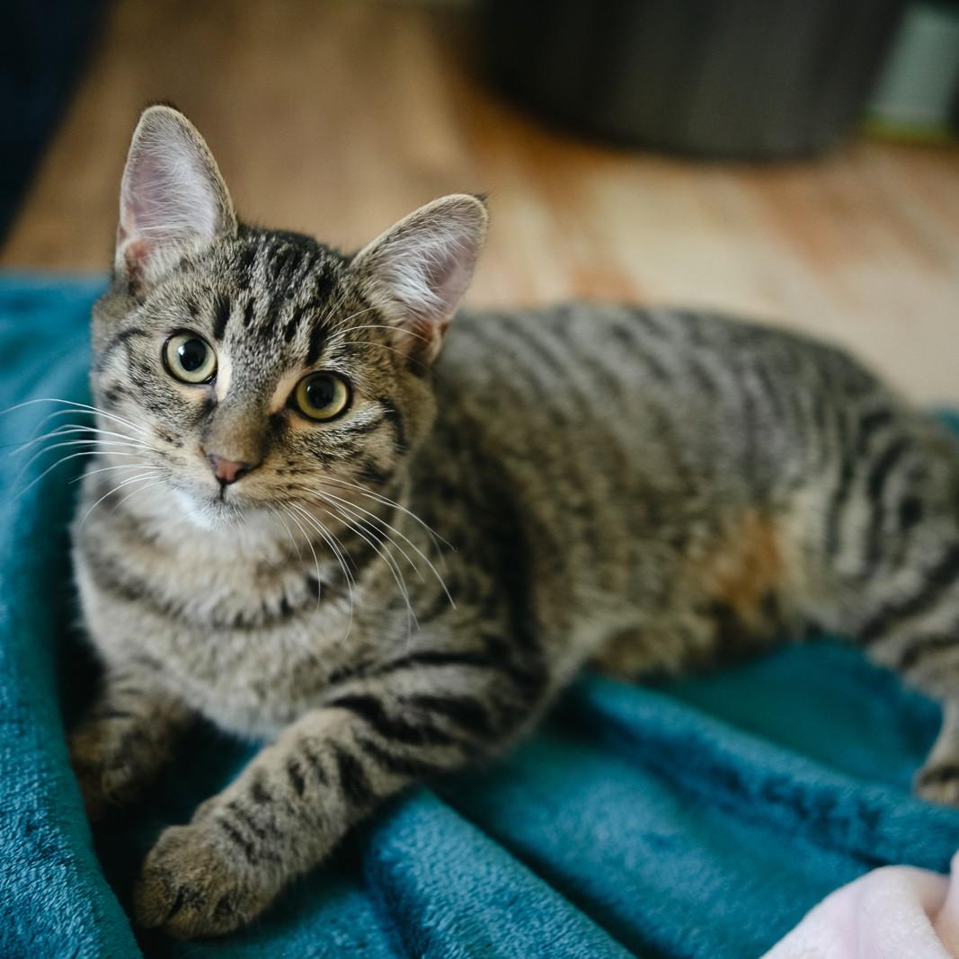 Funnel Cake, an adoptable Domestic Short Hair in Calgary, AB, T2E 3Z7 | Photo Image 1