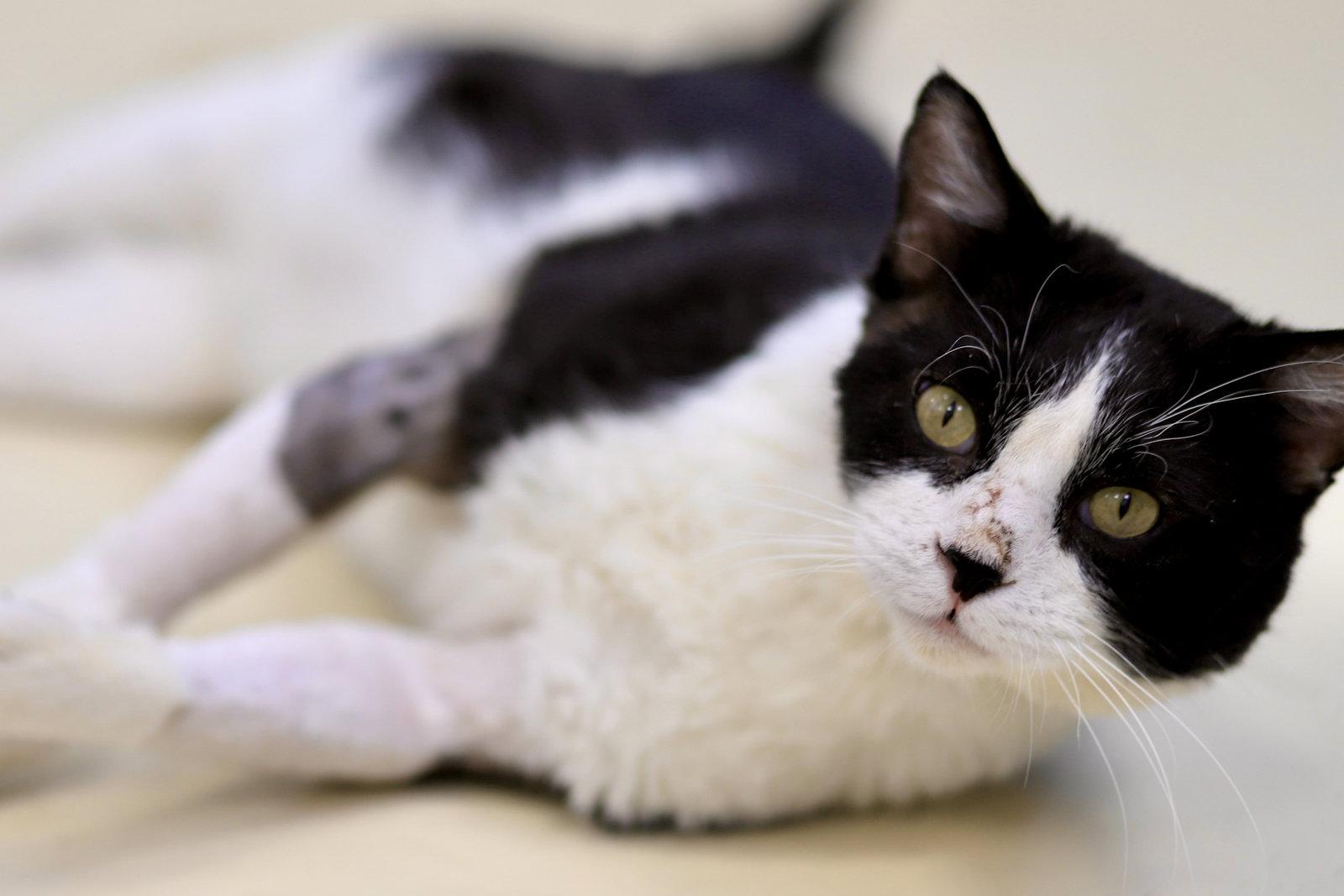 Enlarge Frank, a Adoptable Domestic Short Hair in Webster, WI image 2/3