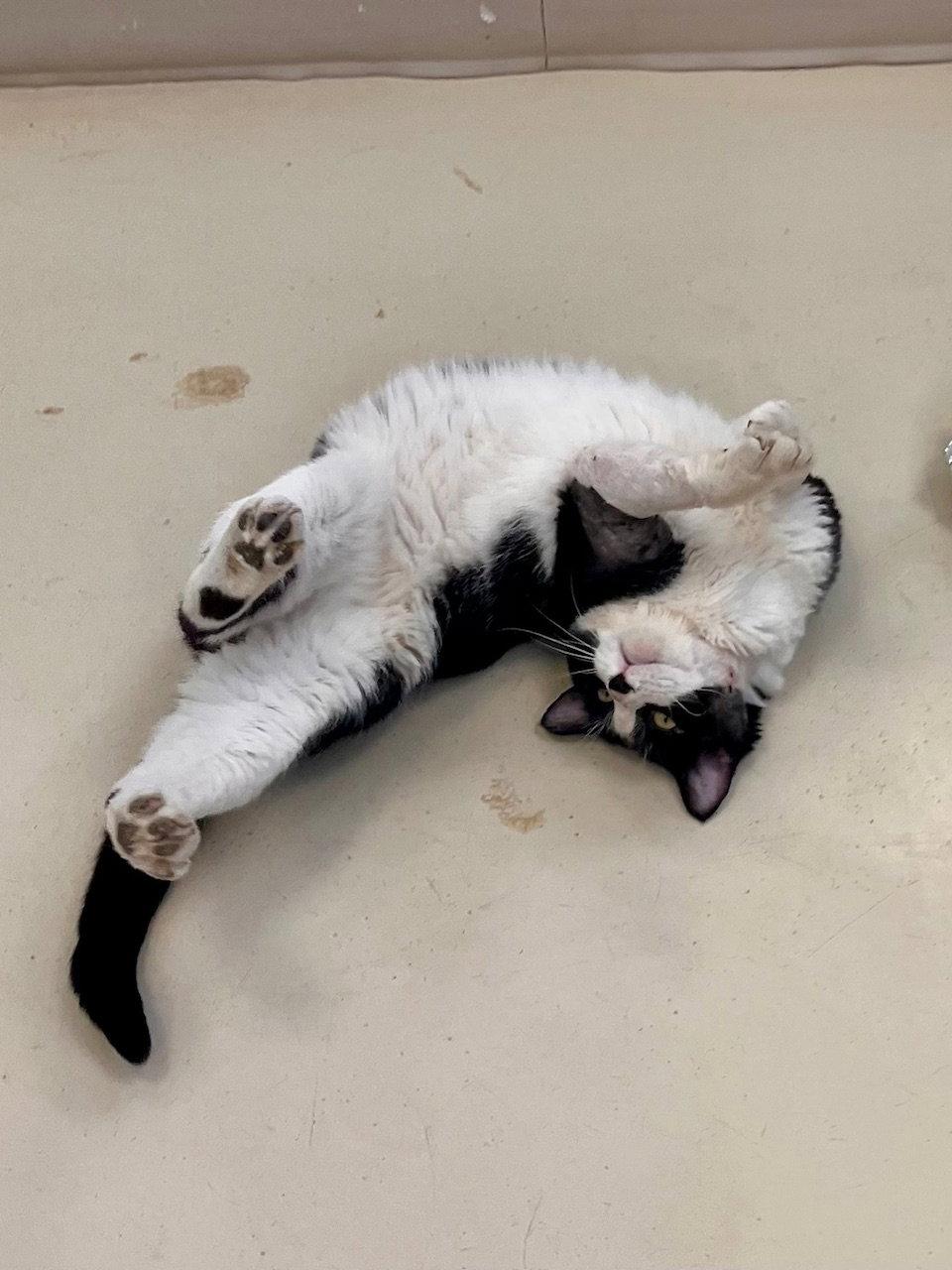 Enlarge Frank, a Adoptable Domestic Short Hair in Webster, WI image 3/3