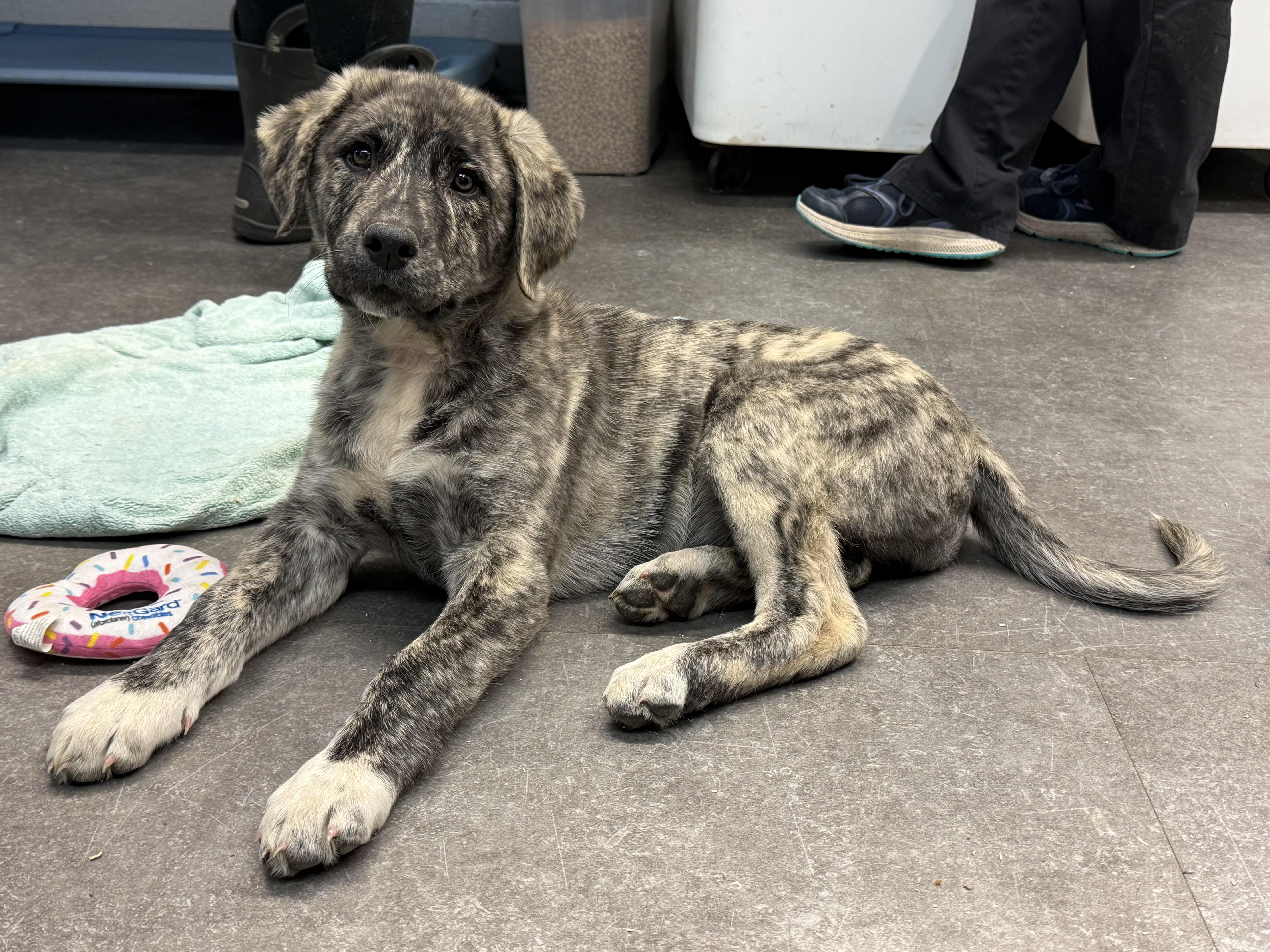 Peregrine, Adopted, Puppy Female Anatolian Shepherd.
