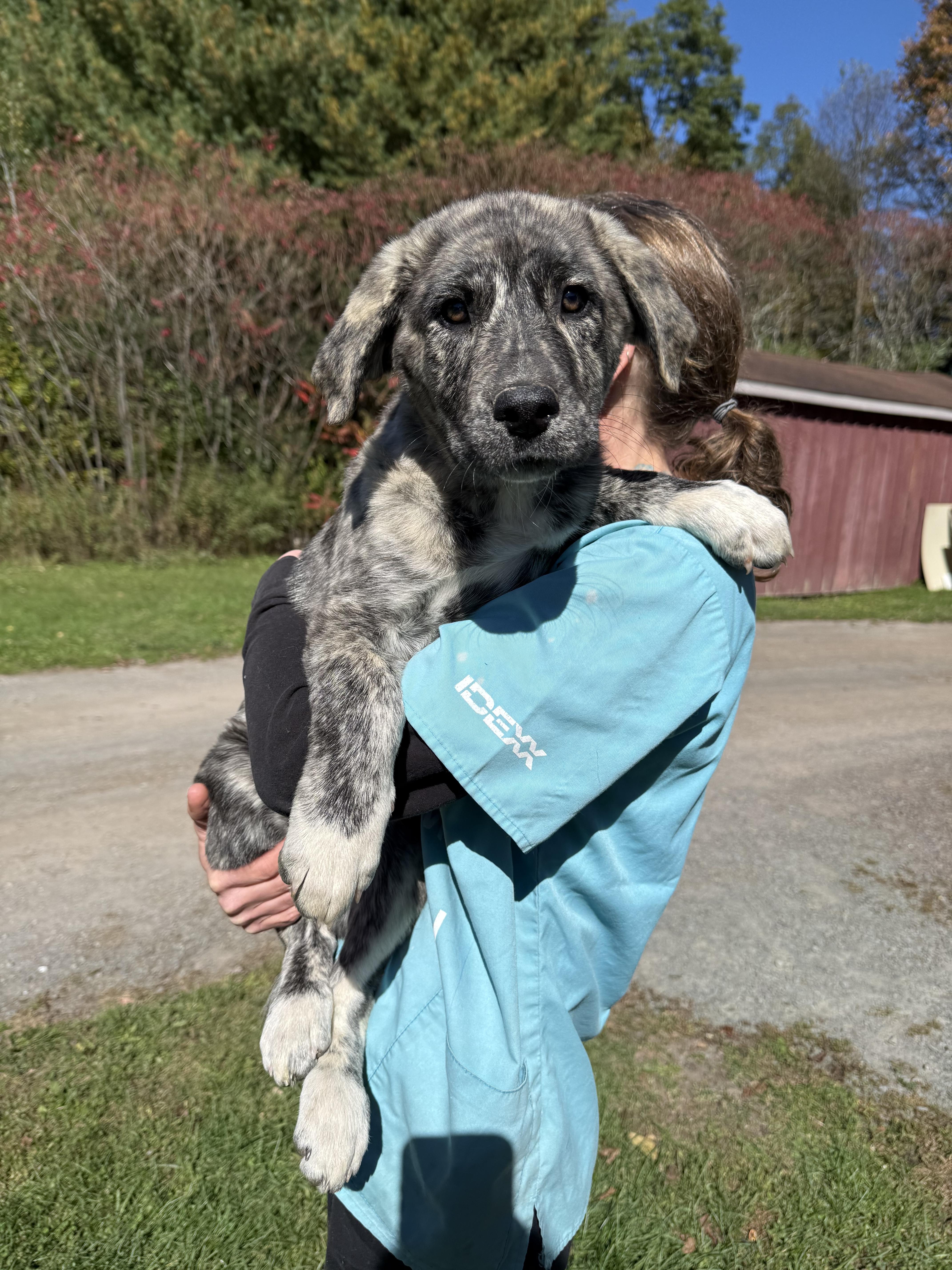 Enlarge Peregrine, a Adopted Anatolian Shepherd in Delhi, NY image 2/2