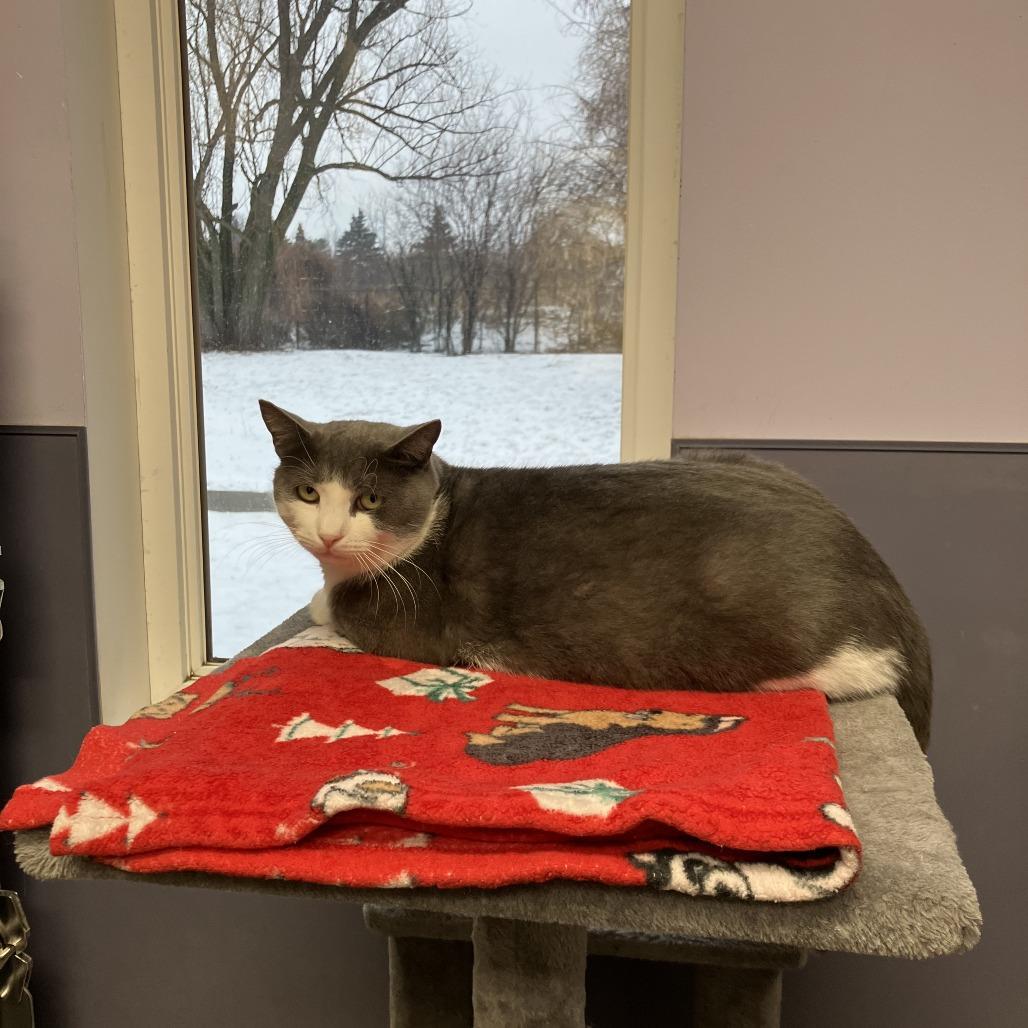 Gabriel, a Adoptable Domestic Short Hair in Burlington, ON image 1/2