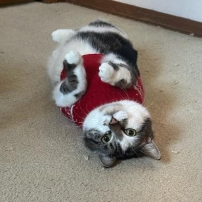 Phantom, adopted, Adult Male Domestic Short Hair.